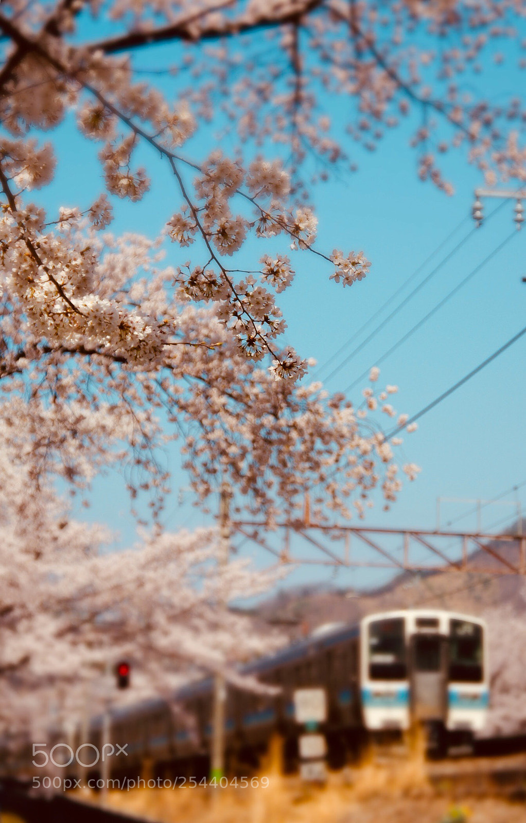 Pentax K-3 II sample photo. Sakura train  photography
