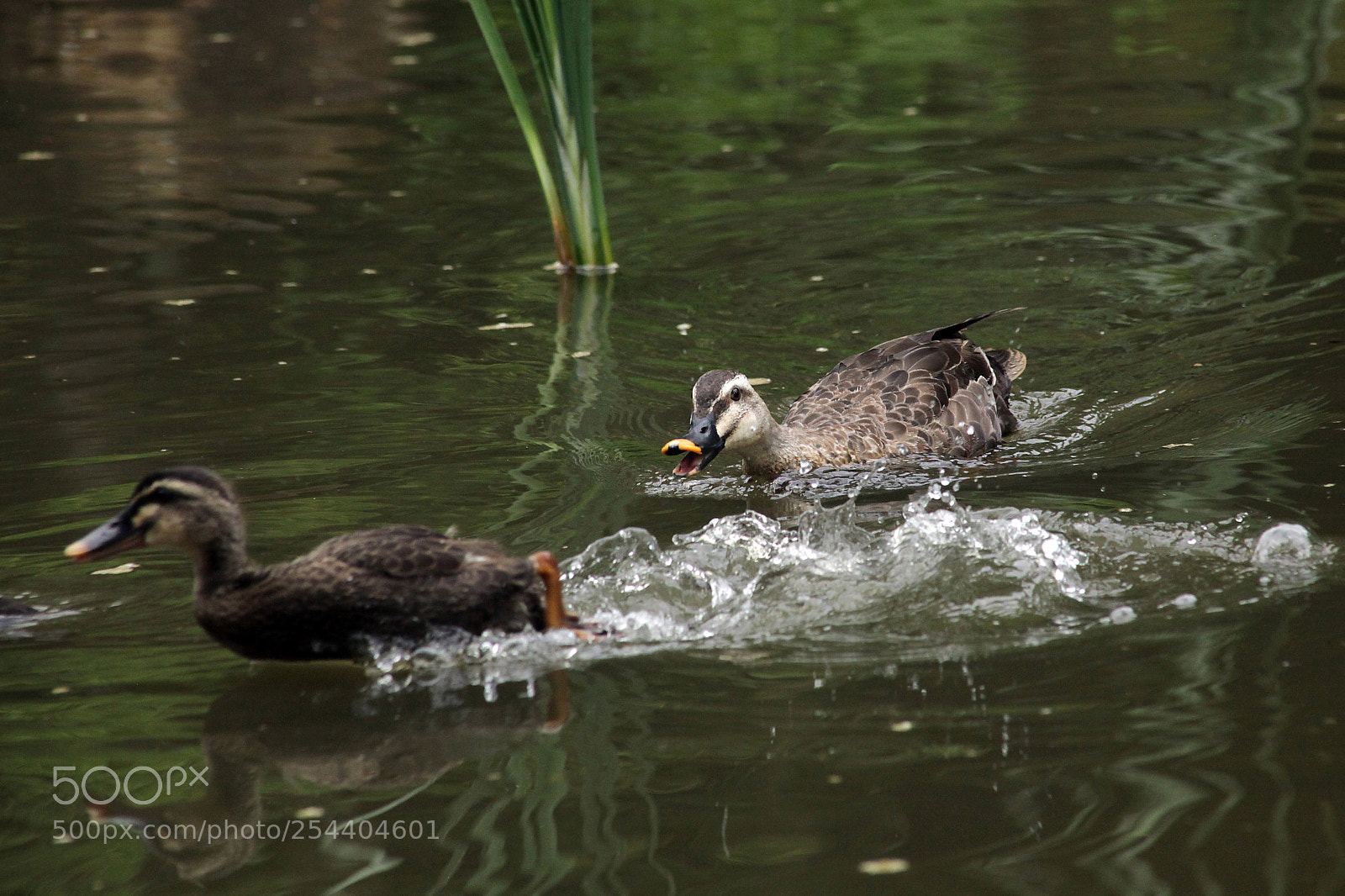 Canon EOS 5D Mark II sample photo. こらー、出て行けぇ　hey, get out. photography