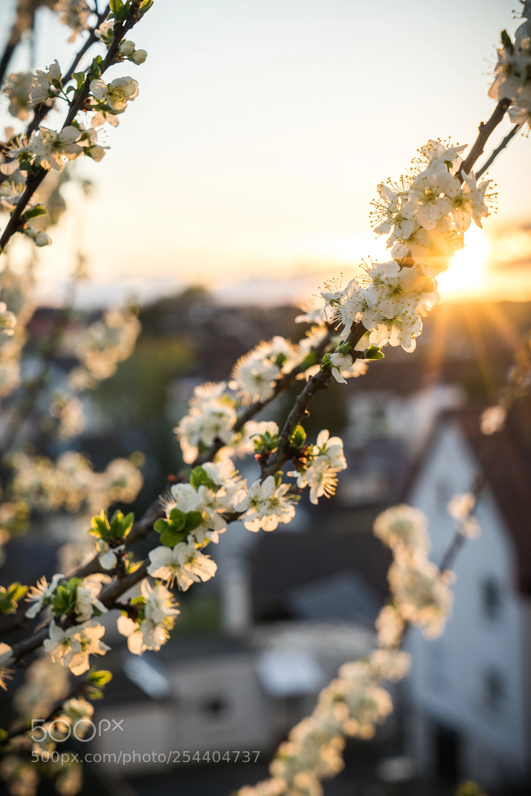 Sony a7 II sample photo. Sunset photography