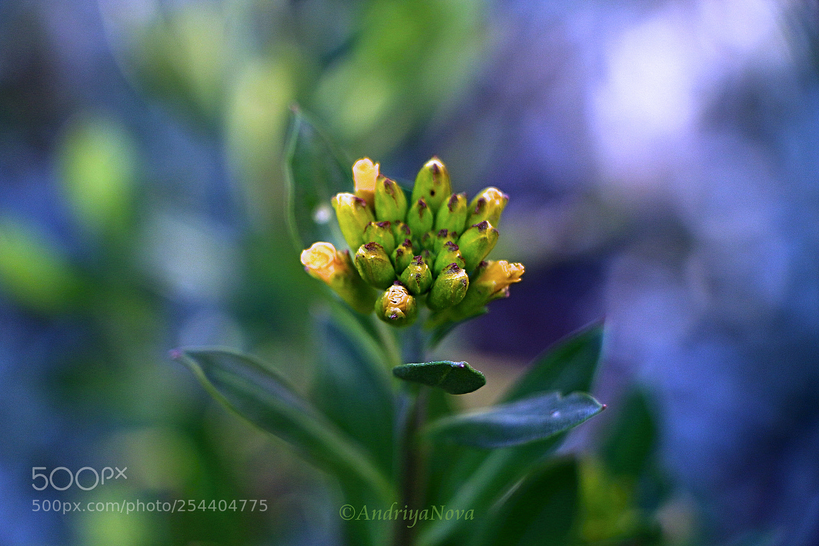 Canon EOS 70D sample photo. Весенние цветы photography