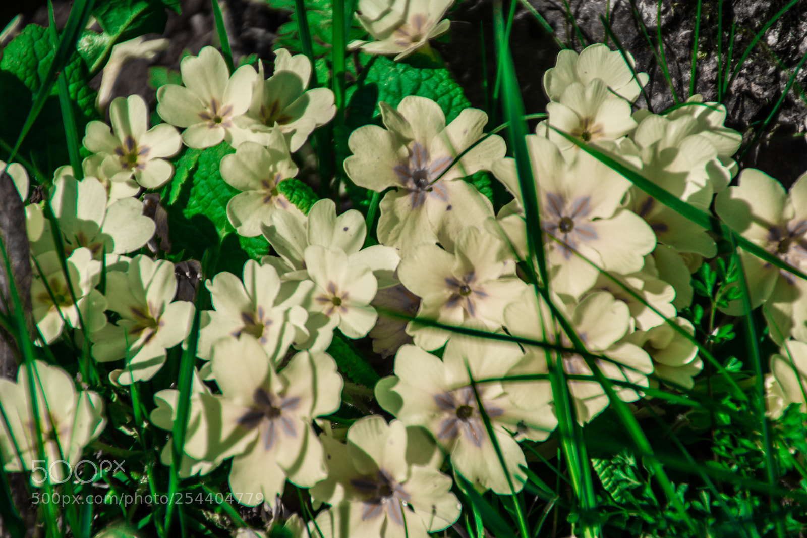 Sony a5100 sample photo. Walking on dorga photography