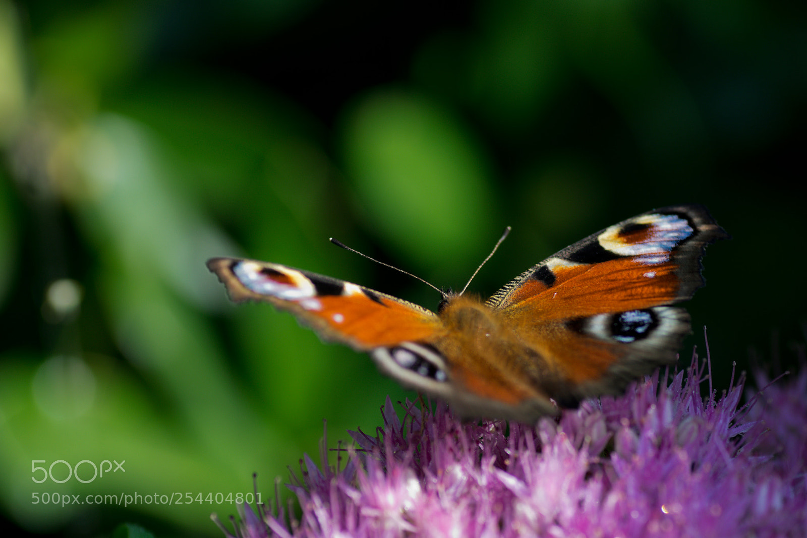 Nikon D5300 sample photo. 20170917_0741.jpg photography