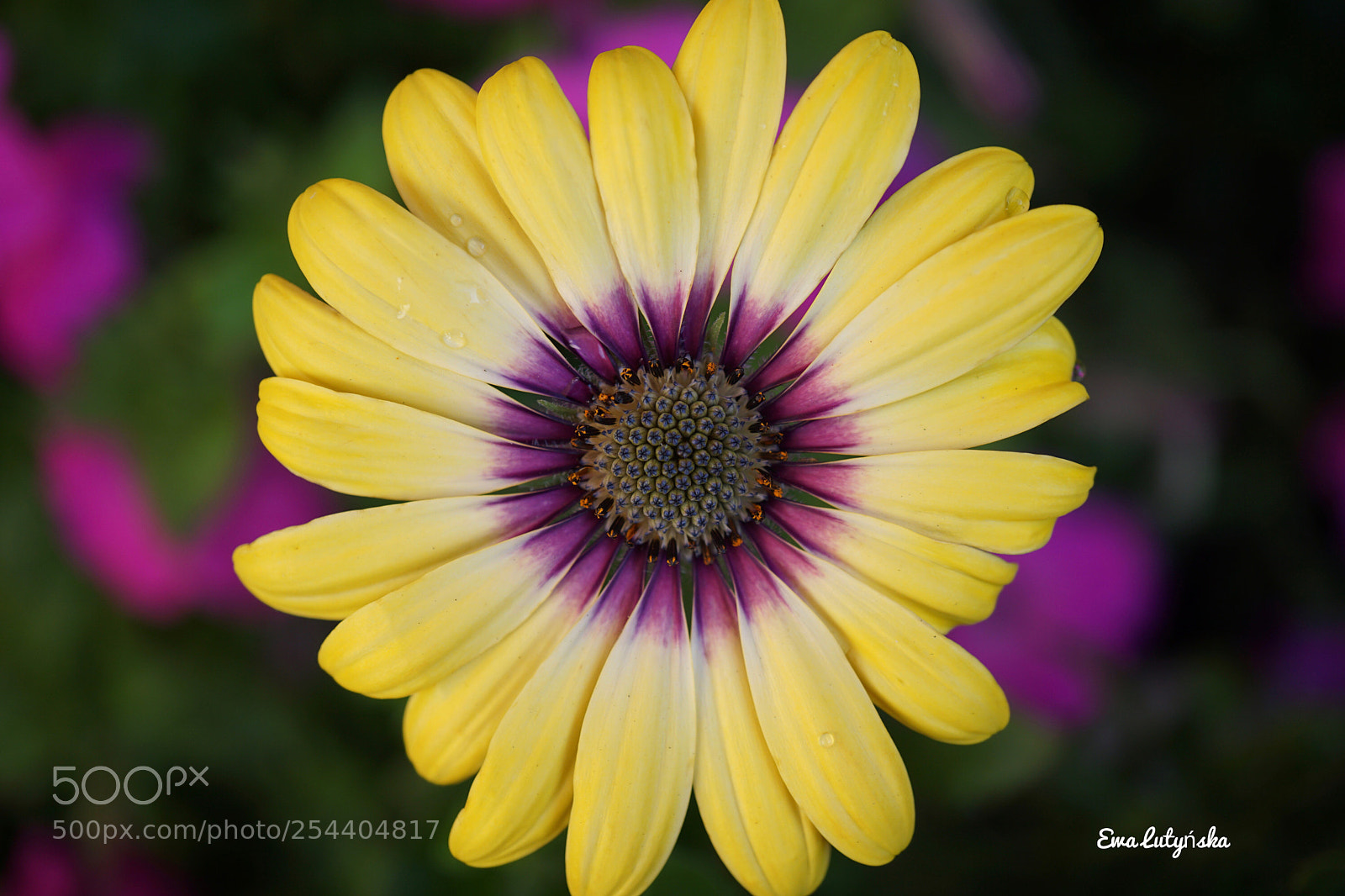 Sony a6000 sample photo. Sunshine for you.... photography