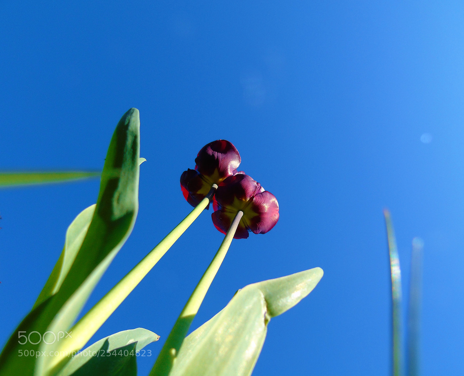 Sony Cyber-shot DSC-H400 sample photo. Flower up photography