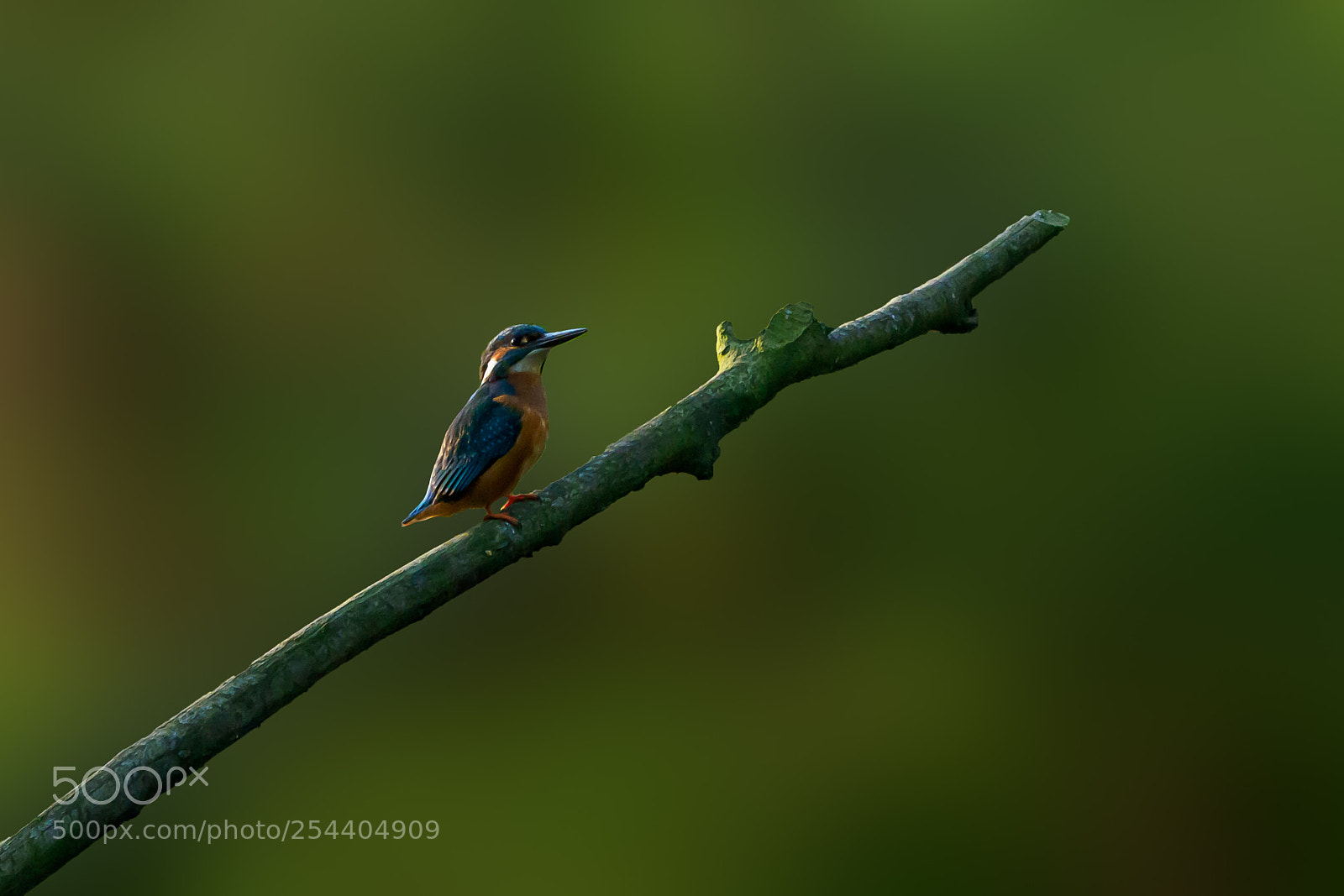 Olympus OM-D E-M1 Mark II sample photo. Kingfisher photography