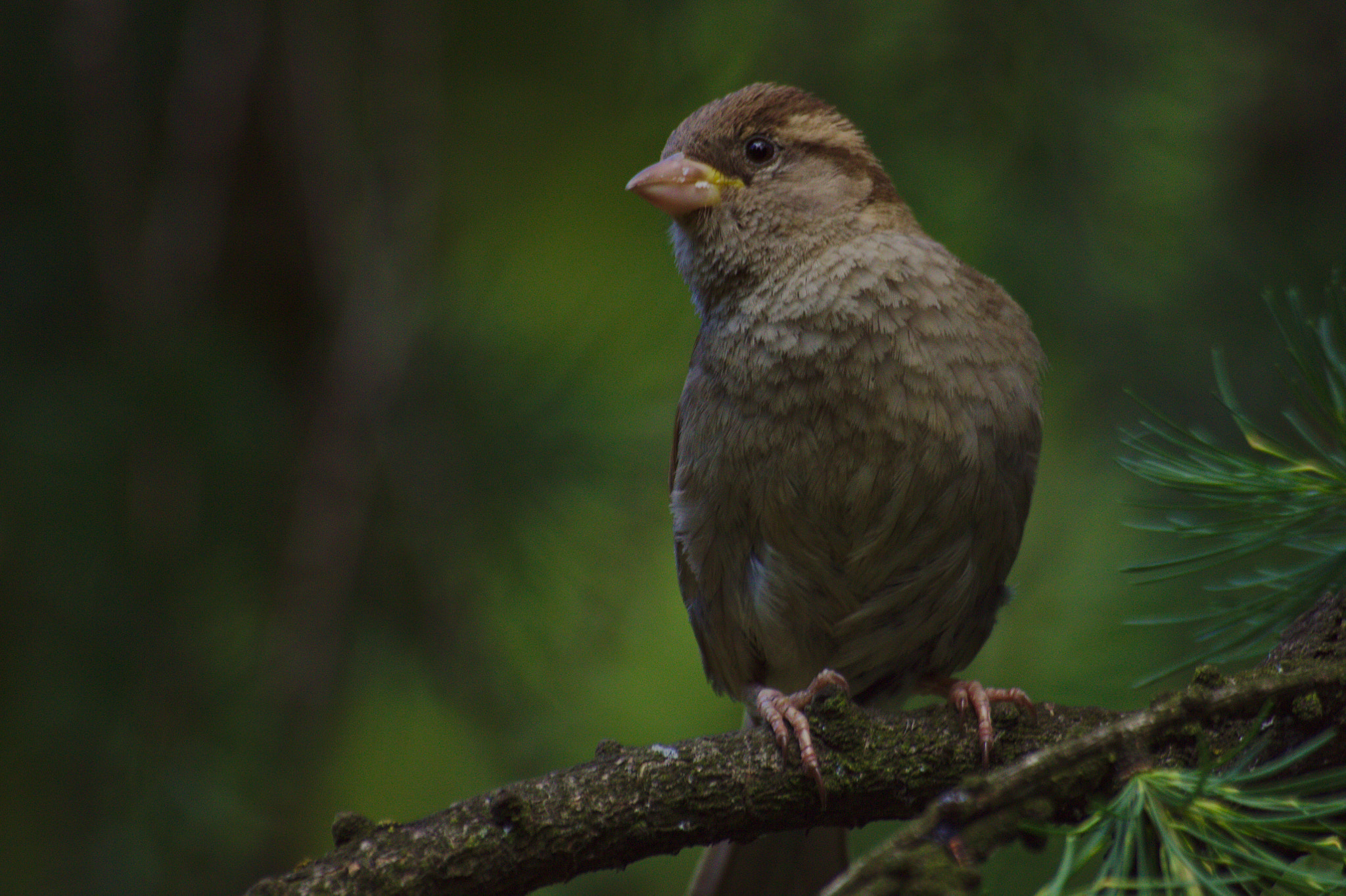 Canon EOS 550D (EOS Rebel T2i / EOS Kiss X4) + Sigma 70-300mm F4-5.6 APO DG Macro sample photo. Sparrow photography