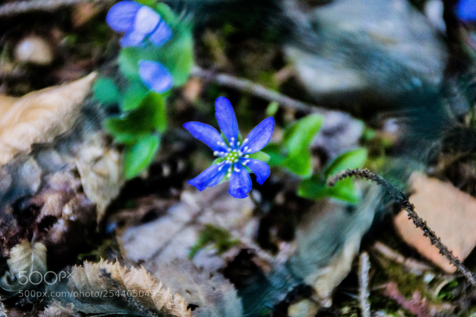 Sony a5100 sample photo. Walking on dorga photography
