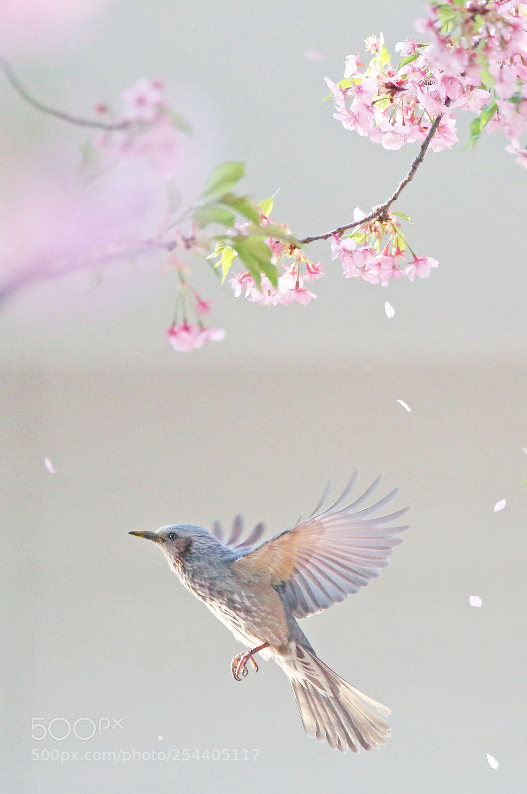 Canon EOS-1D X sample photo. Fly from flower to photography