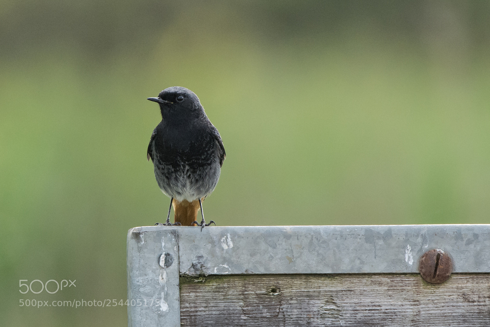 Nikon D7100 sample photo. Redstart (male) photography