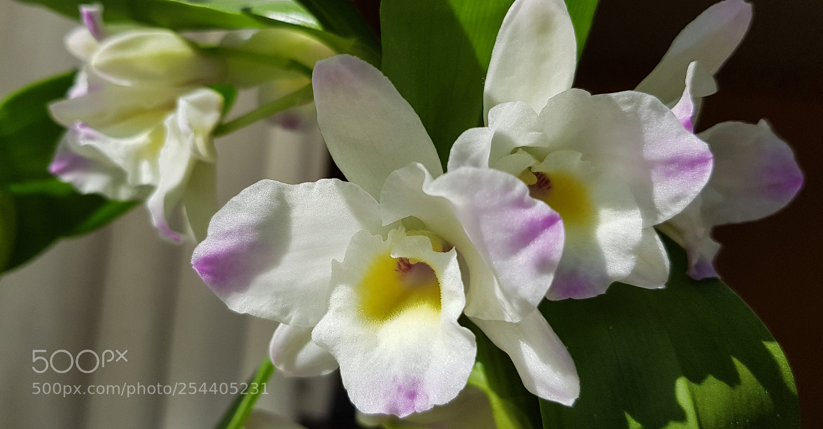 Samsung Galaxy S8 sample photo. My white orchid getting photography