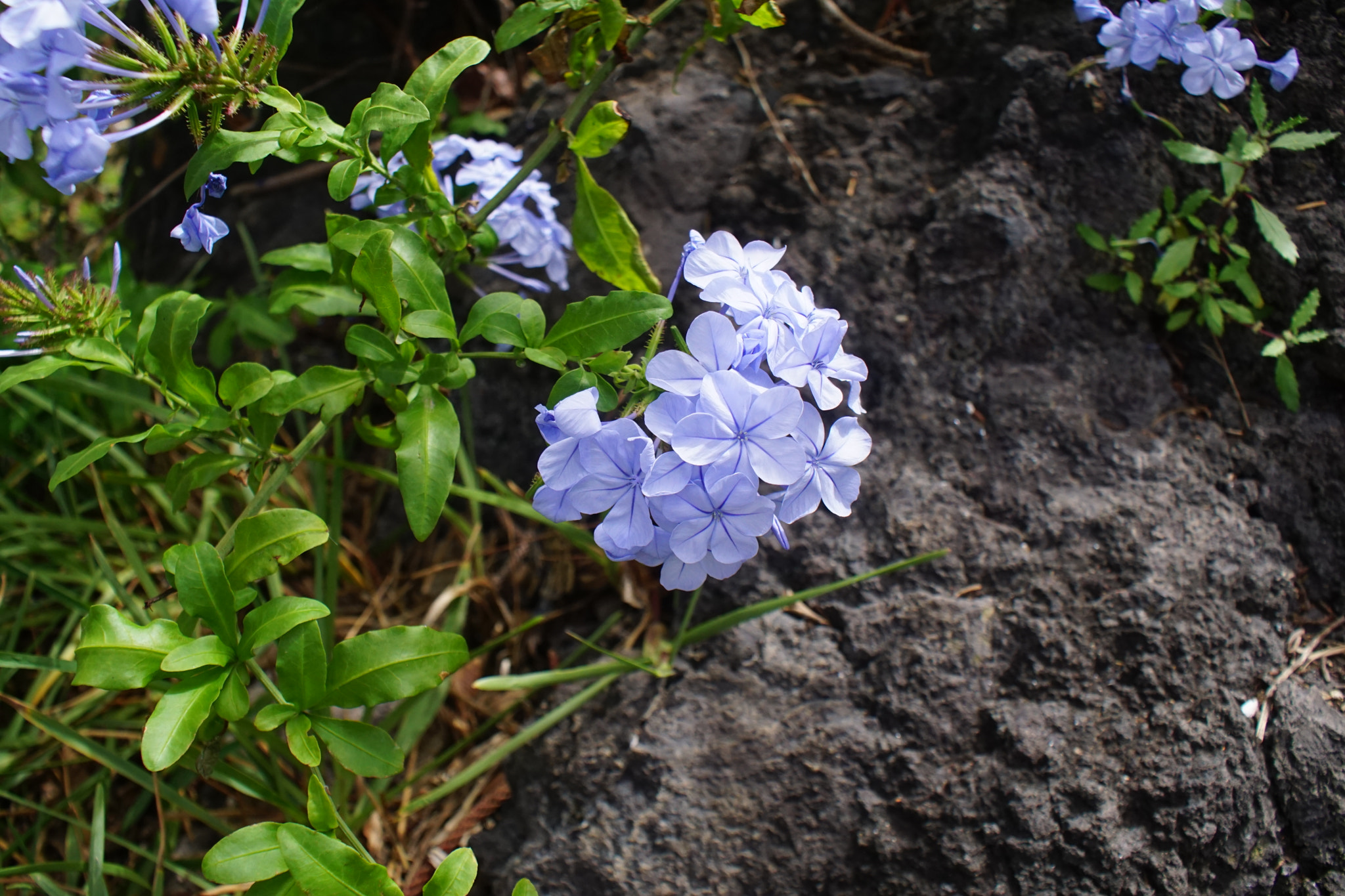 Sony DT 18-70mm F3.5-5.6 sample photo. Joy photography