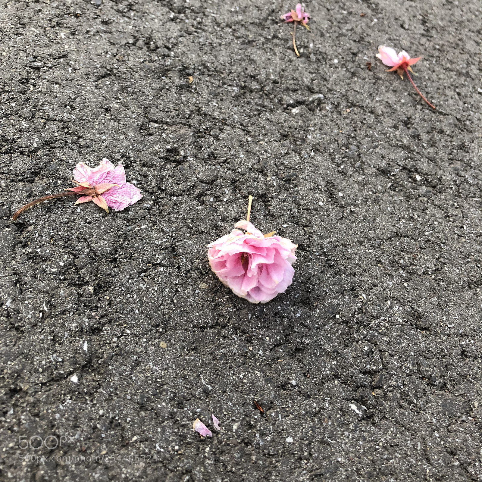 Apple iPhone 8 sample photo. 八重桜 photography