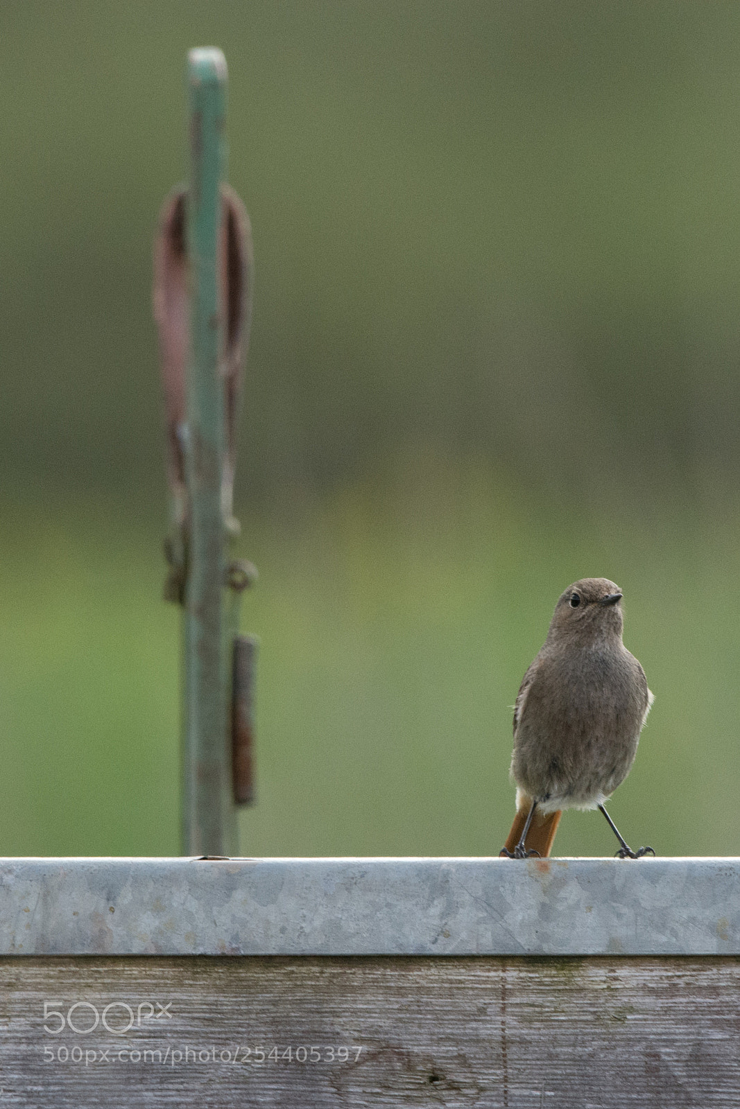 Nikon D7100 sample photo. Redstart (female) photography