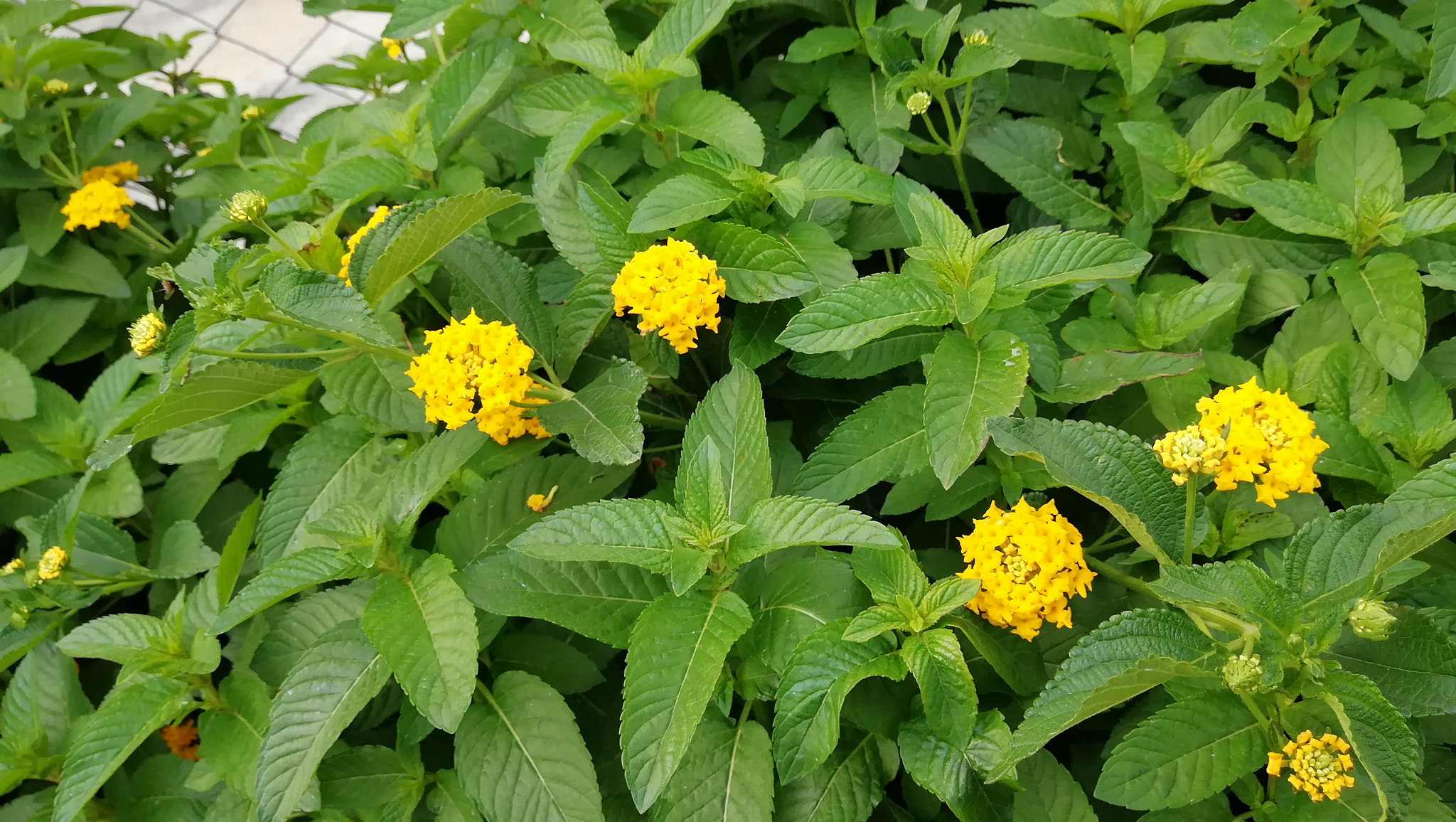 HUAWEI nova 2 Plus sample photo
