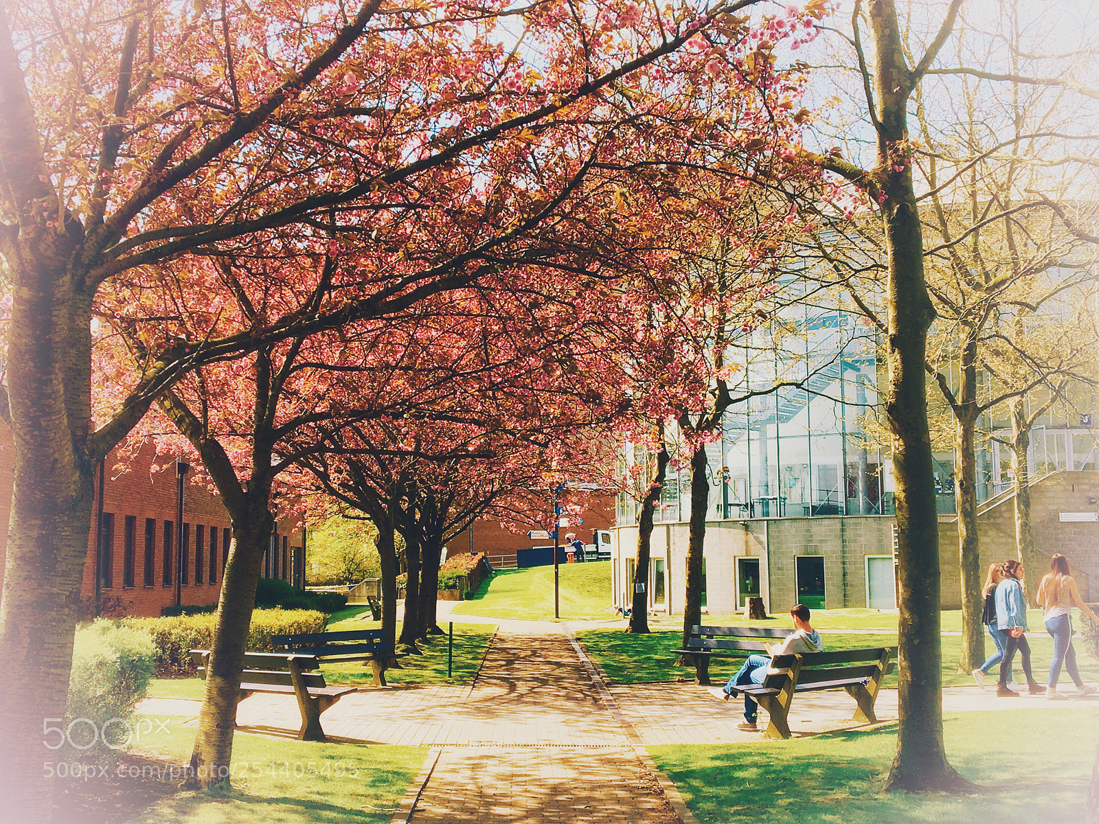 Apple iPhone 6s sample photo. Cherry trees blossoming in photography