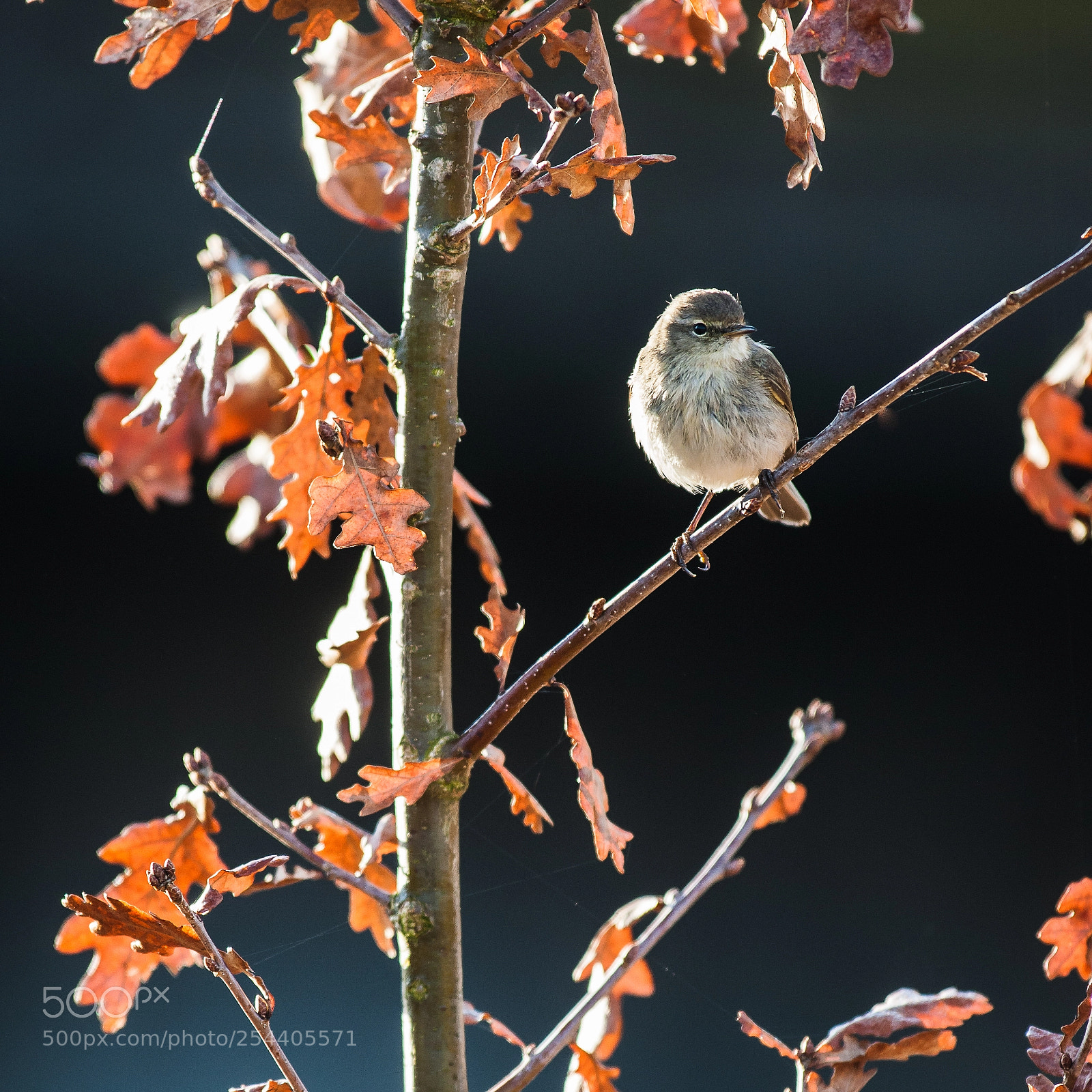 Canon EOS-1D Mark III sample photo. Early bird photography