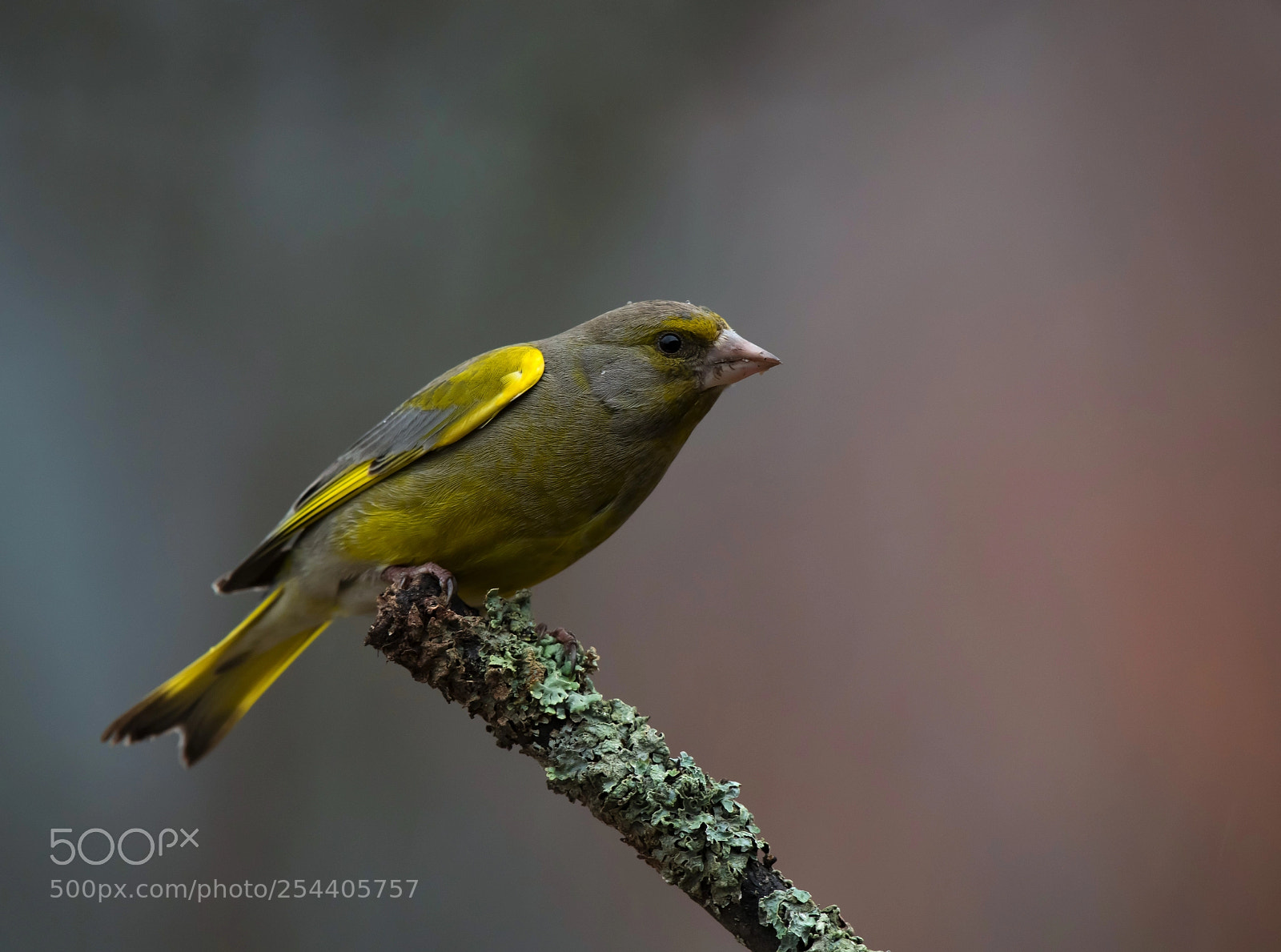Nikon D850 sample photo. Greenfinch photography