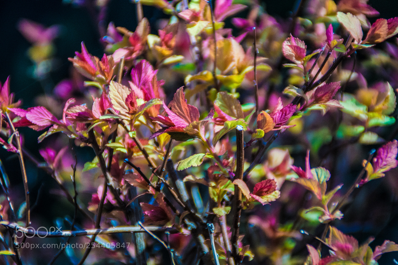 Sony a5100 sample photo. Walking on dorga photography