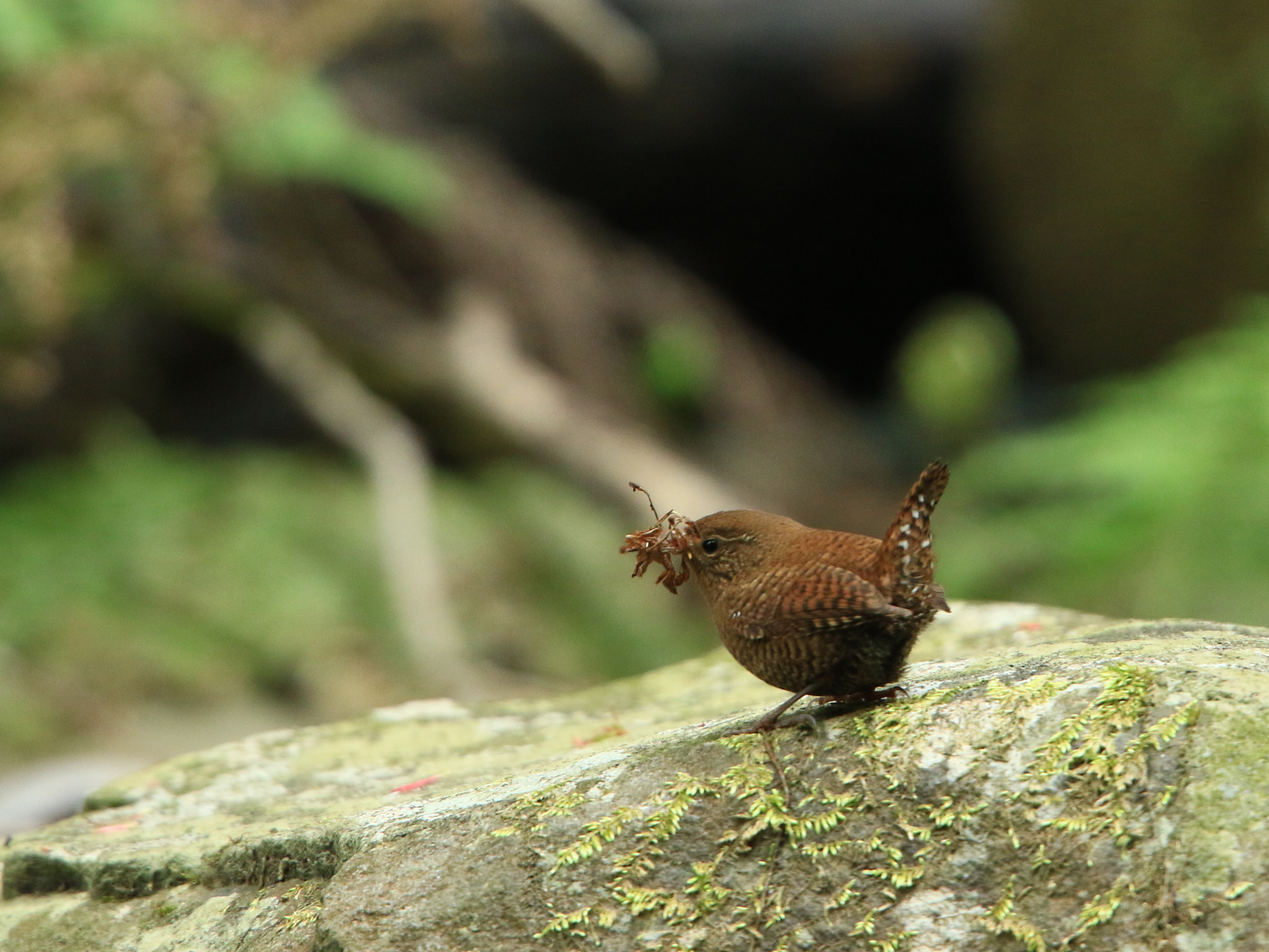 Canon EOS 7D Mark II sample photo. ミソサザイ  巣作り中  eurasian wren photography