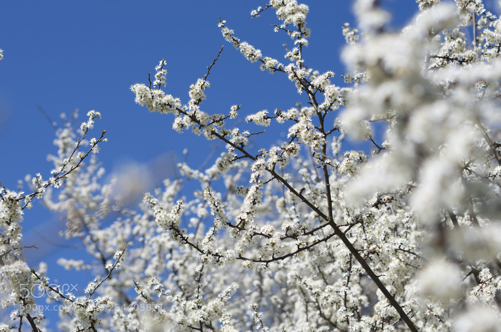 Pentax K-5 II sample photo. Black thorn flowers prunus photography