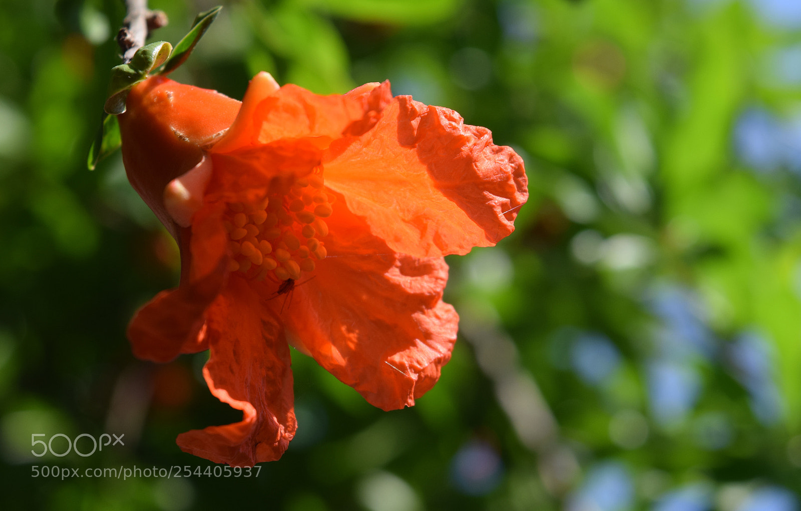 Nikon D3300 sample photo. Garnet.flowering pomegranate from the photography