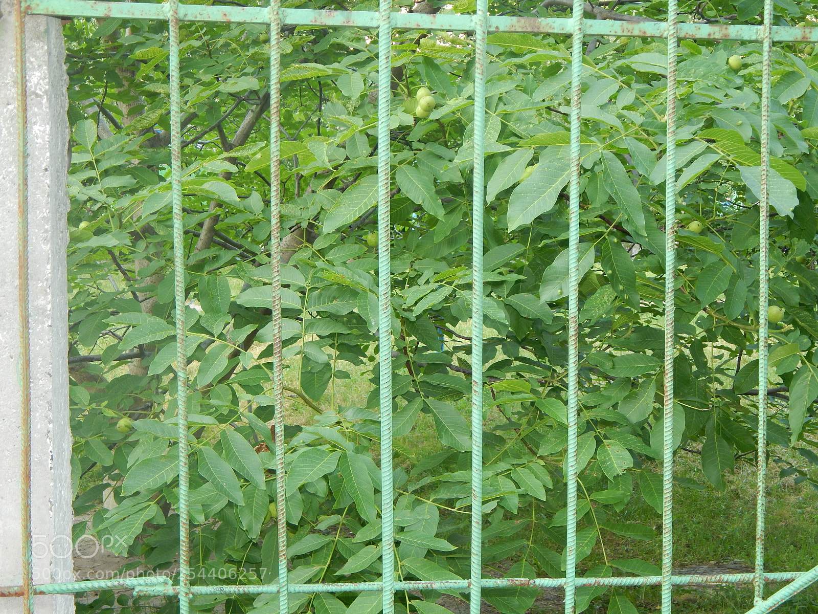 Nikon Coolpix L820 sample photo. The texture of natural photography