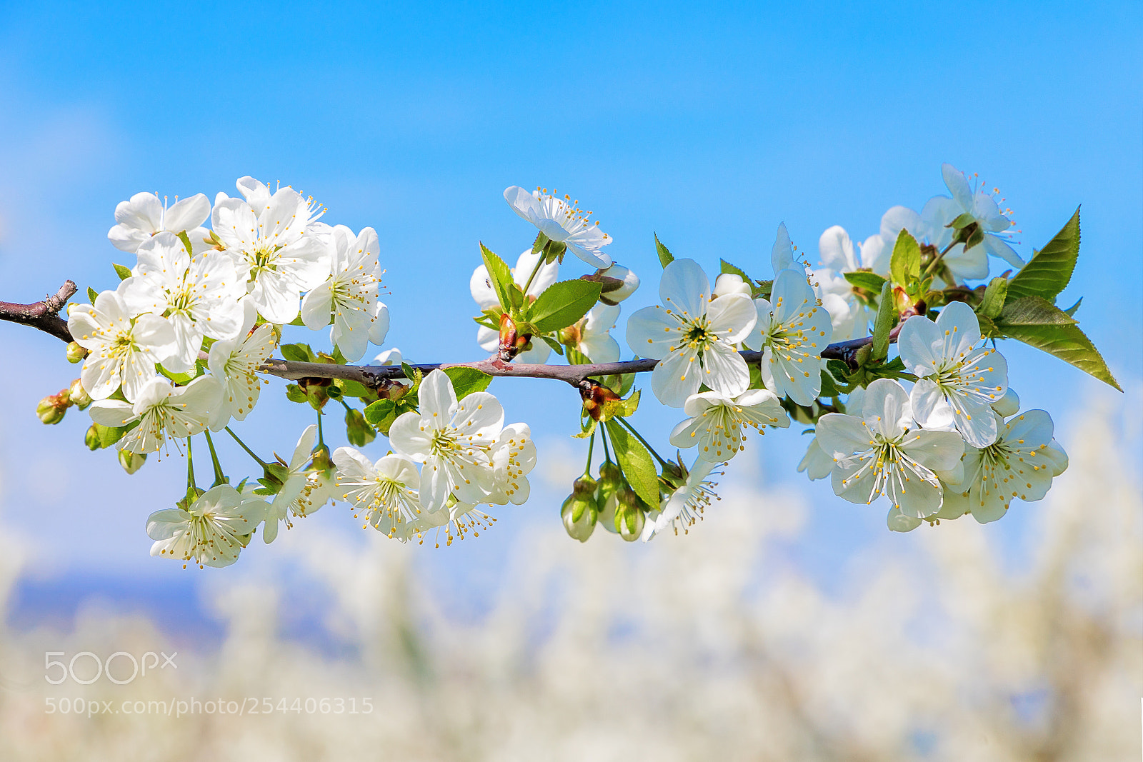 Canon EOS 5D Mark IV sample photo. Springtime photography