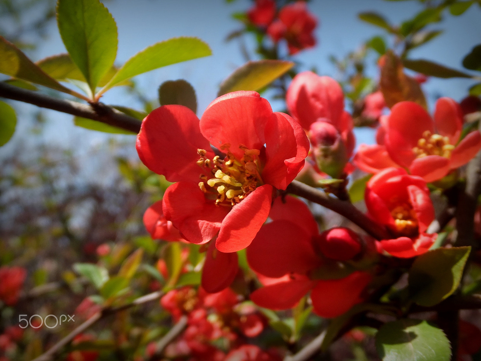 Fujifilm FinePix F750EXR sample photo. Japanese quince blooms photography