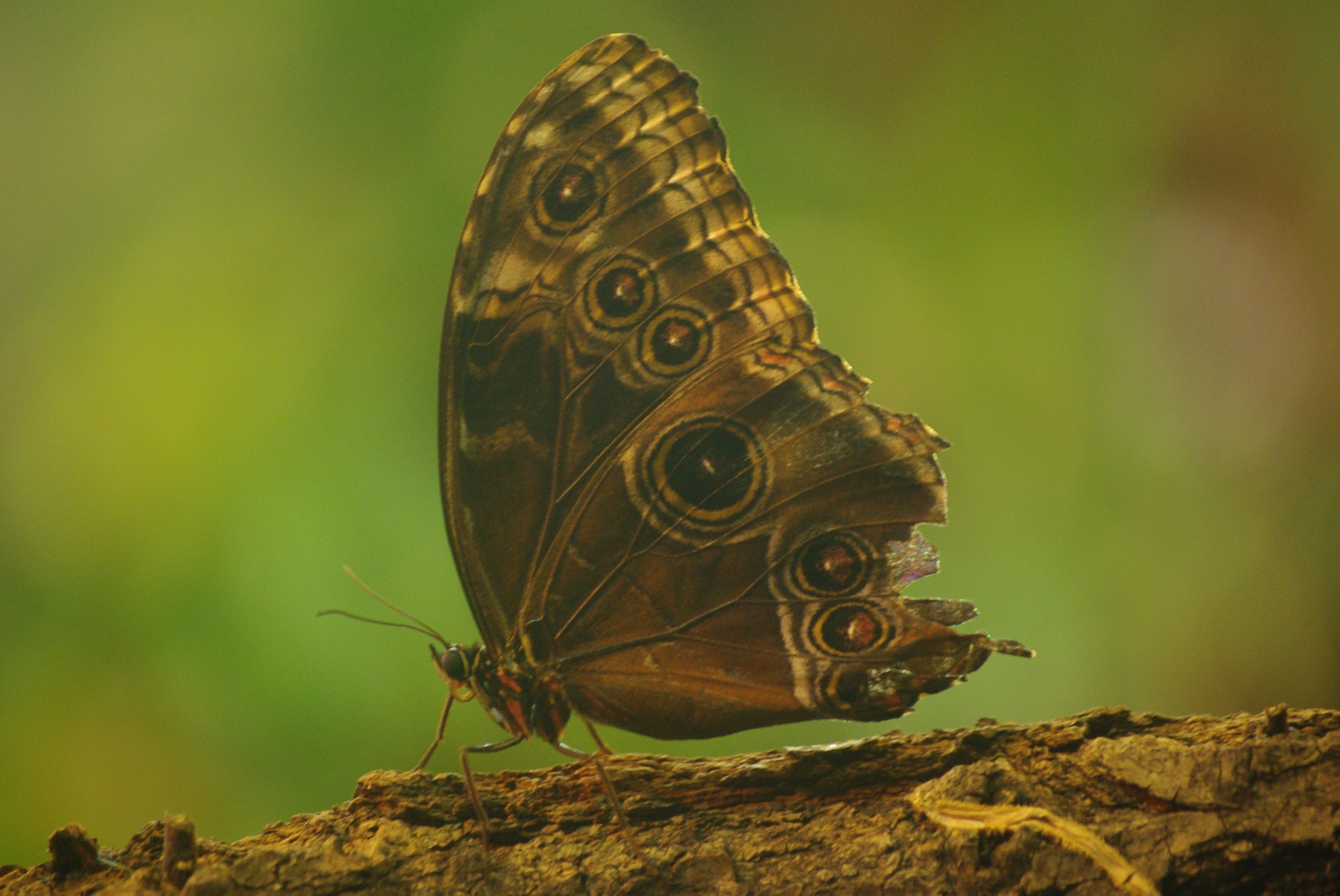 Pentax K200D sample photo. Butterfly photography