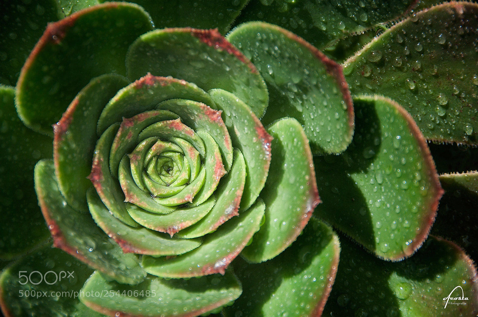 Nikon D5000 sample photo. Raining day photography