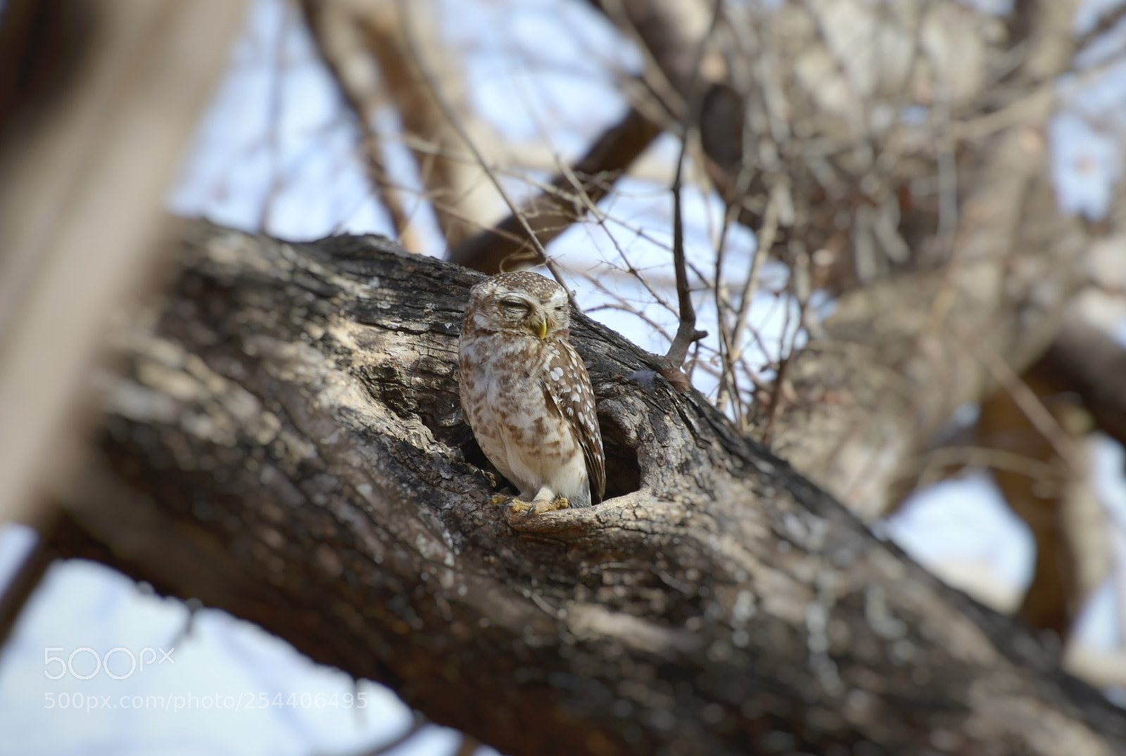 Nikon D7200 sample photo. The wise one photography