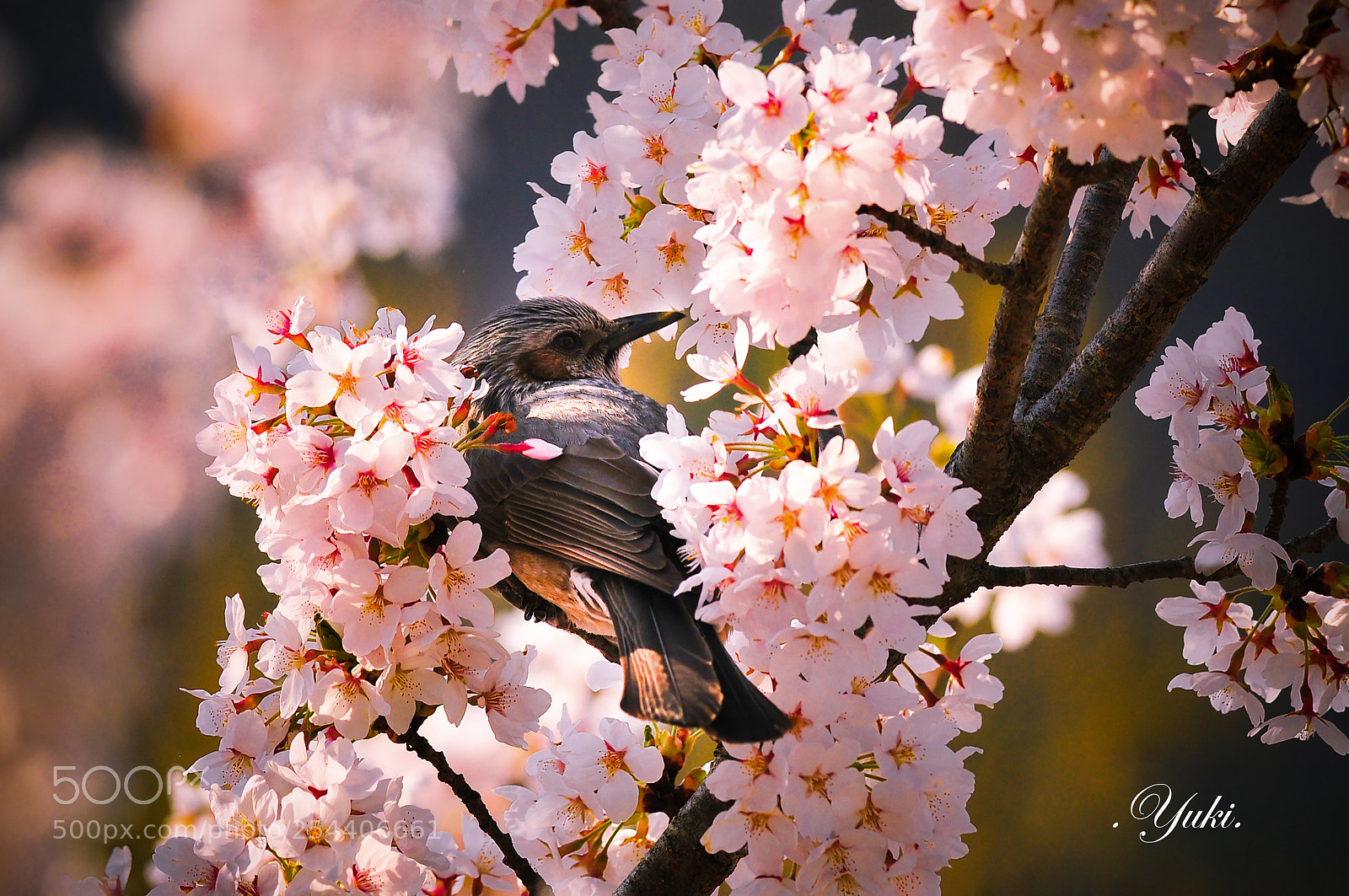 Nikon D300S sample photo. さくら＆ヒヨドリ photography