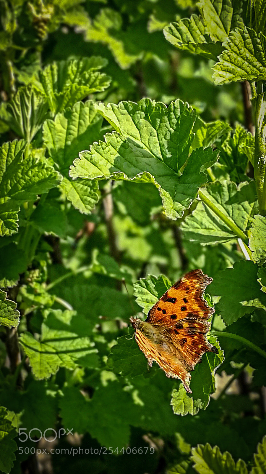 HUAWEI P10 sample photo. De gehakkelde  aurilia vlinder photography