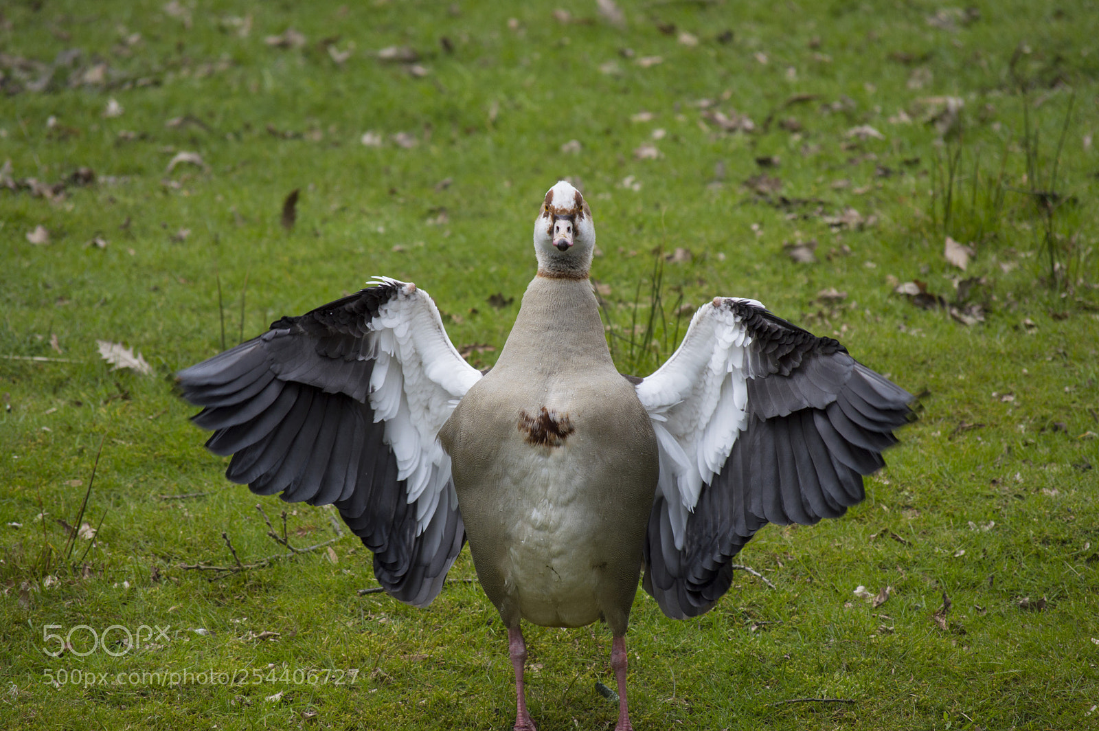 Nikon D3200 sample photo. Fly fly fly photography