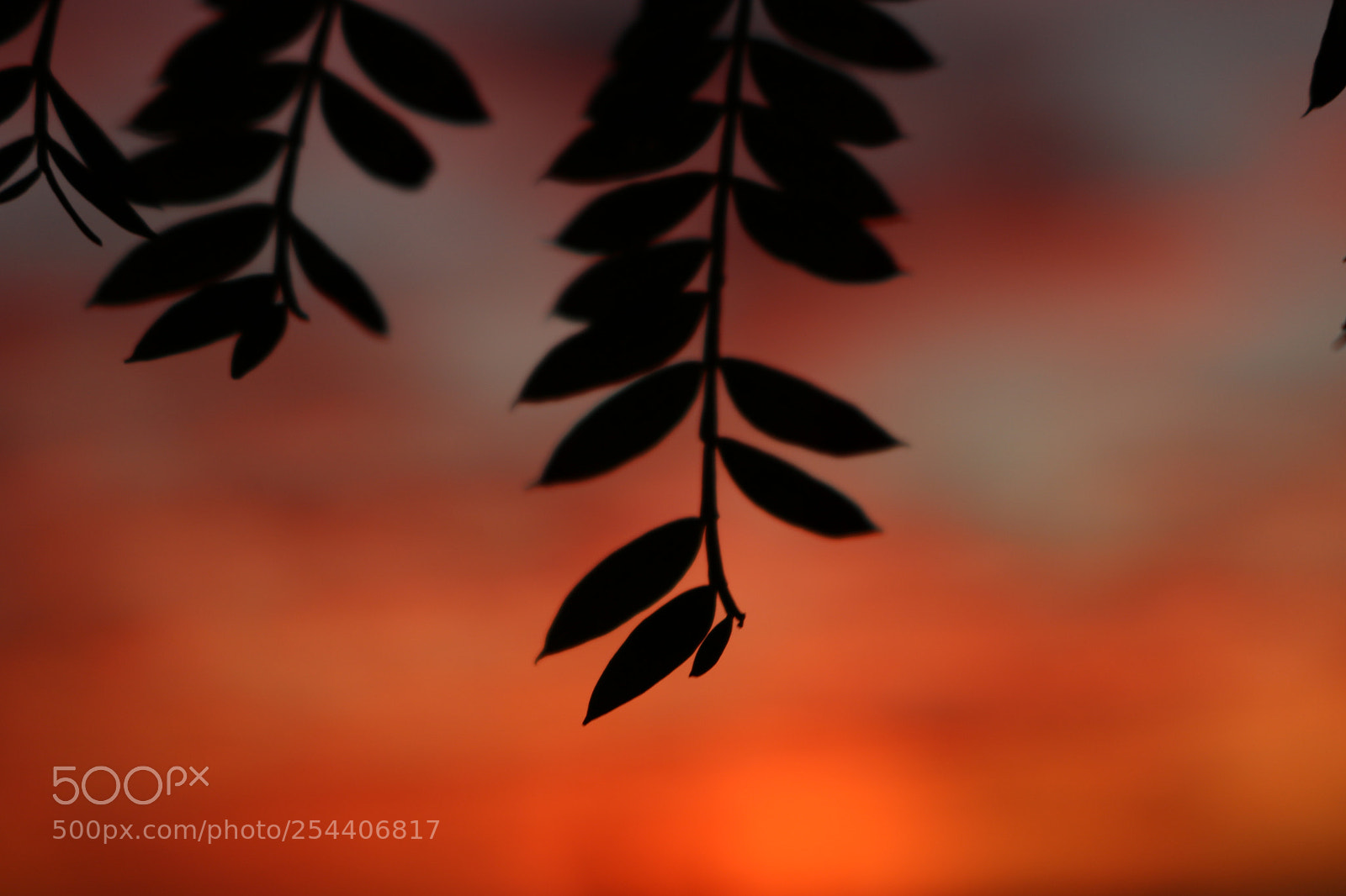 Canon EOS 750D (EOS Rebel T6i / EOS Kiss X8i) sample photo. Red sky photography