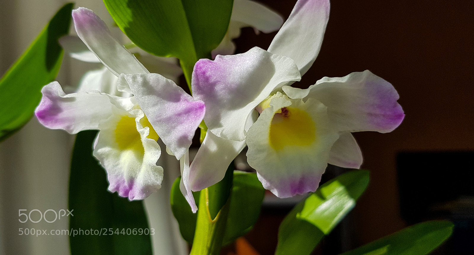 Samsung Galaxy S8 sample photo. My white orchid is photography