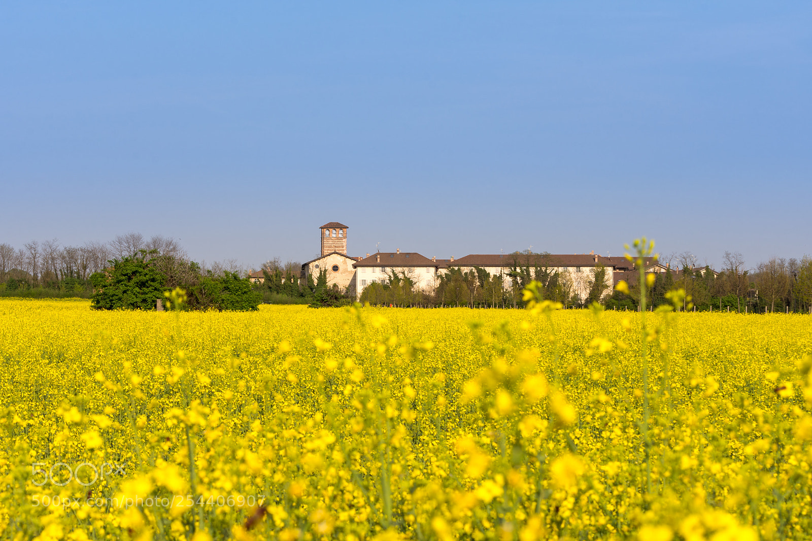 Nikon D7200 sample photo. Yellow field photography