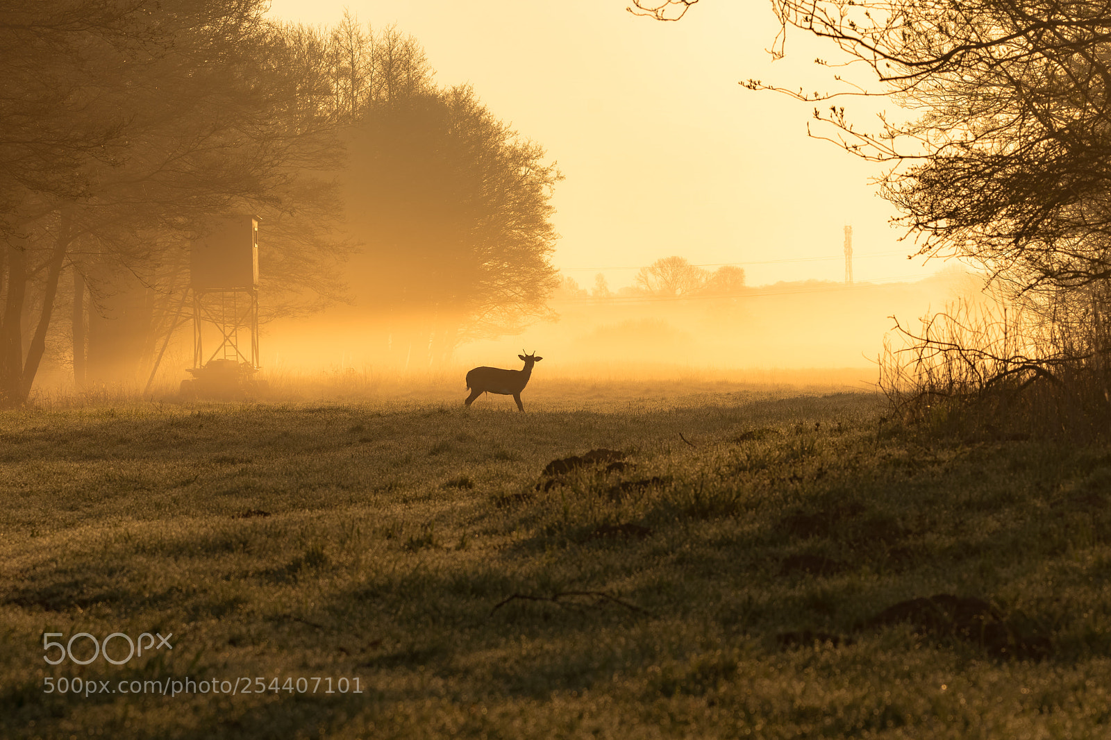Sony a6500 sample photo. The golden morning photography