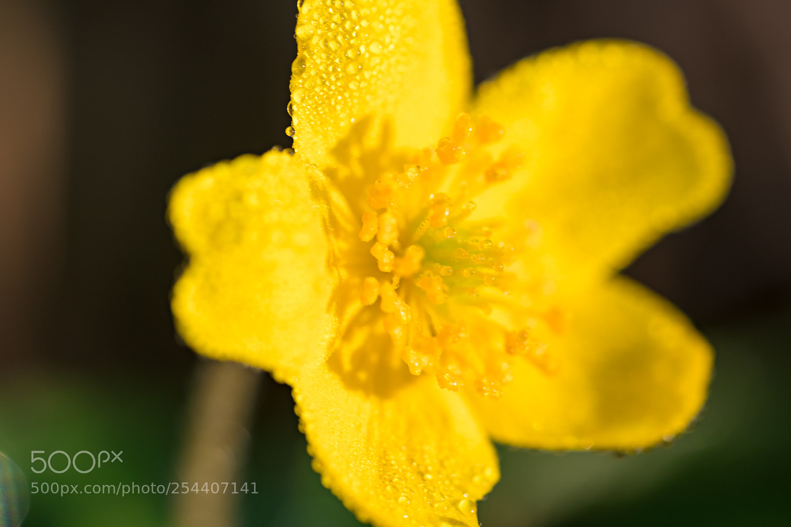 Sony a6500 sample photo. The flower in the photography