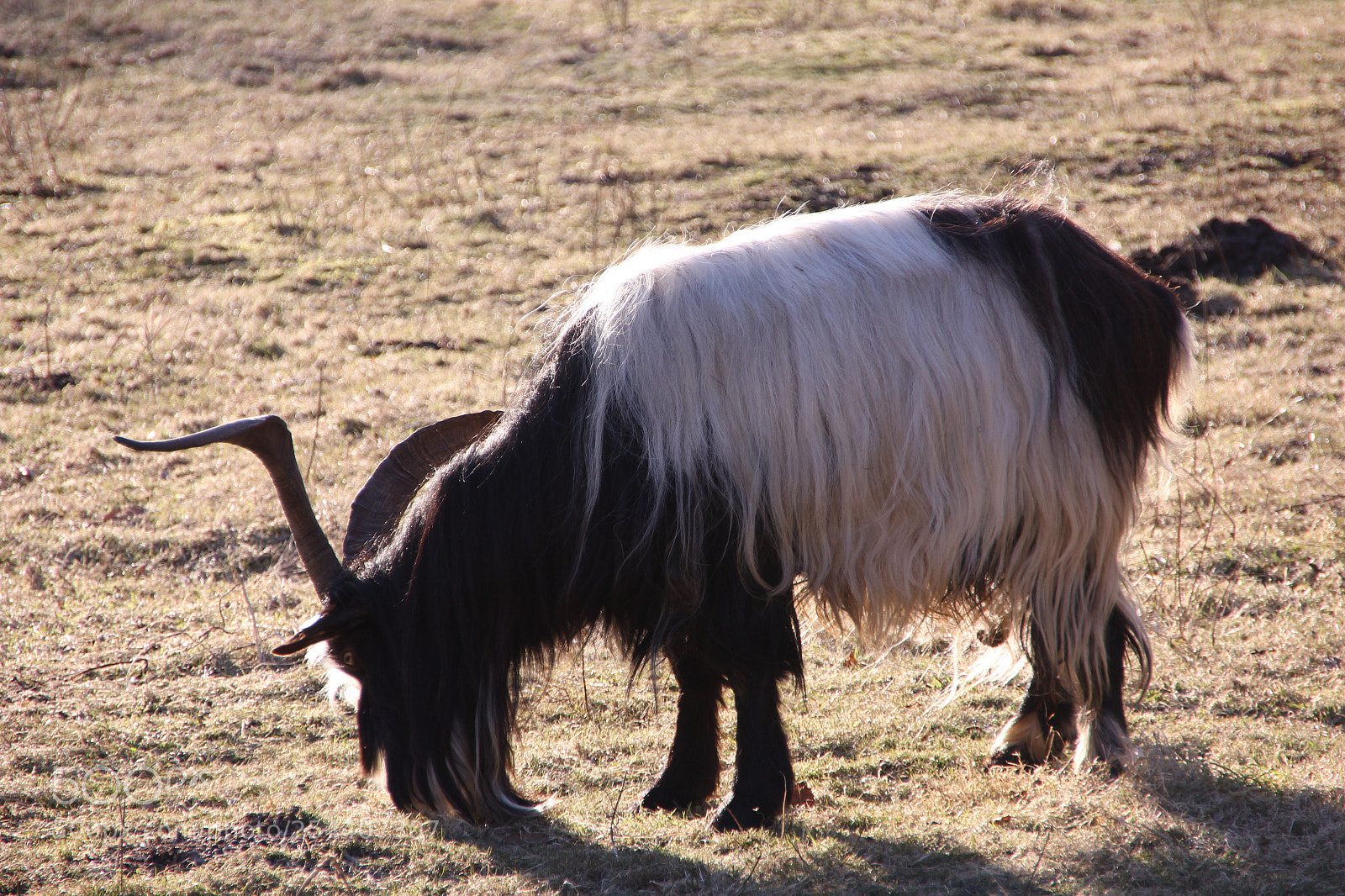 Canon EOS 550D (EOS Rebel T2i / EOS Kiss X4) sample photo. Goat photography