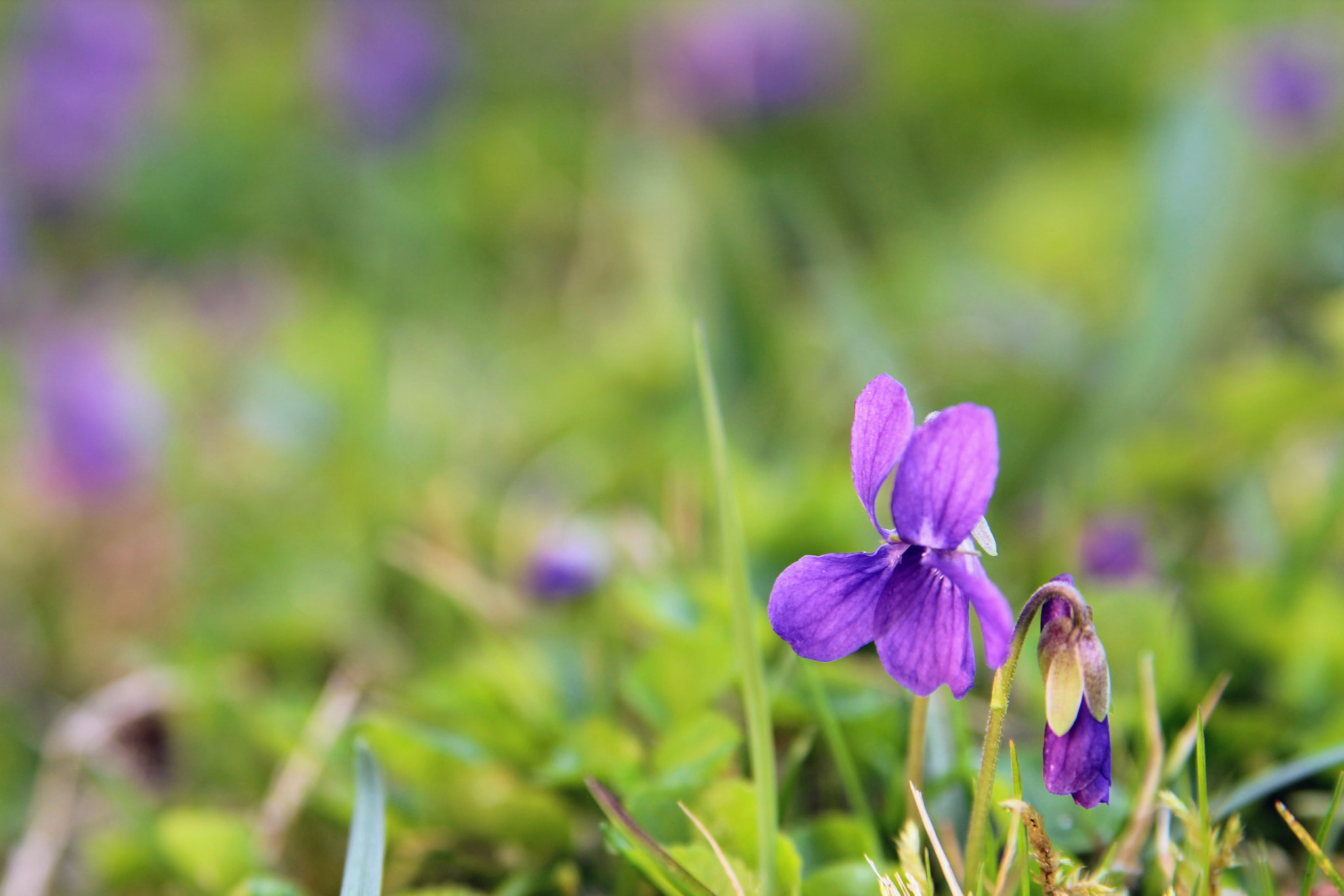Canon EOS 1200D (EOS Rebel T5 / EOS Kiss X70 / EOS Hi) sample photo. Spring flavored pizzas () photography