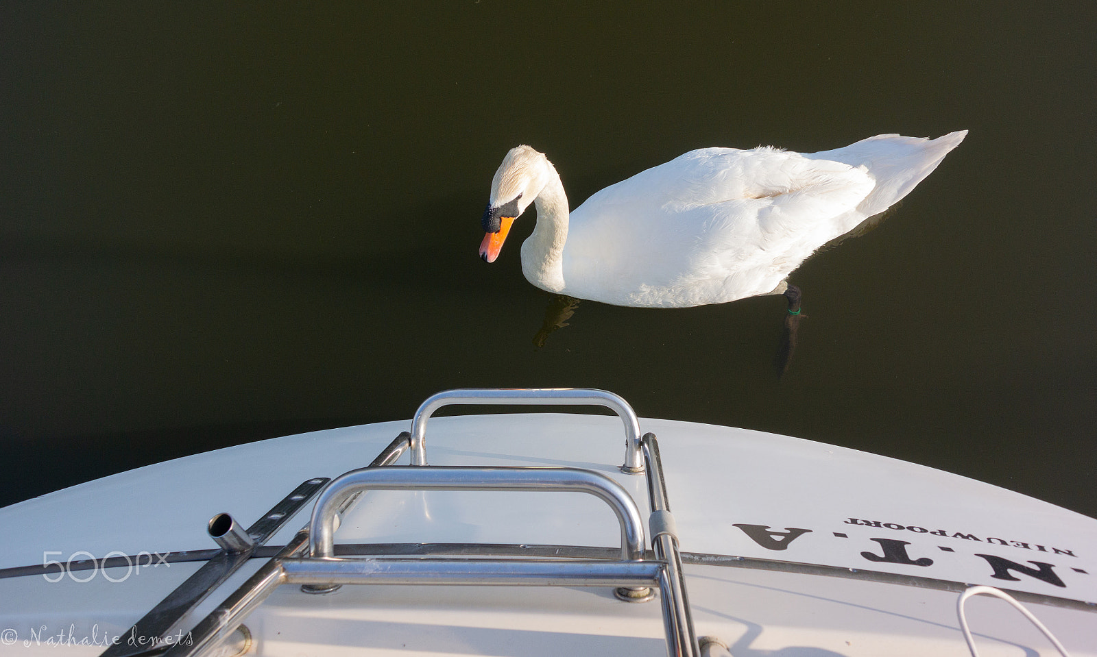Nikon 1 J3 sample photo. Swan 2 photography