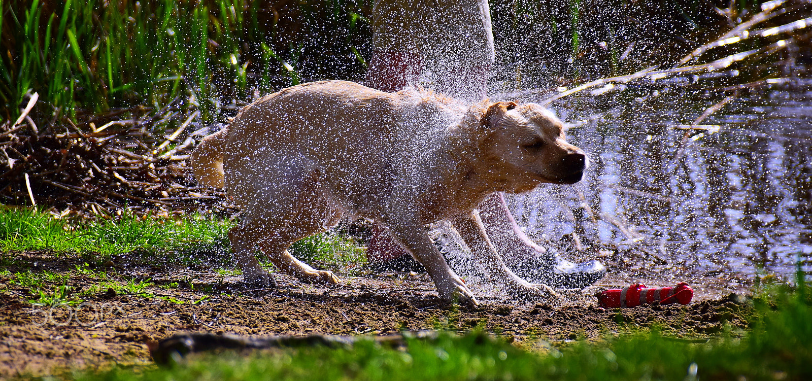 Nikon D5300 + Sigma 18-250mm F3.5-6.3 DC Macro OS HSM sample photo. Washing photography