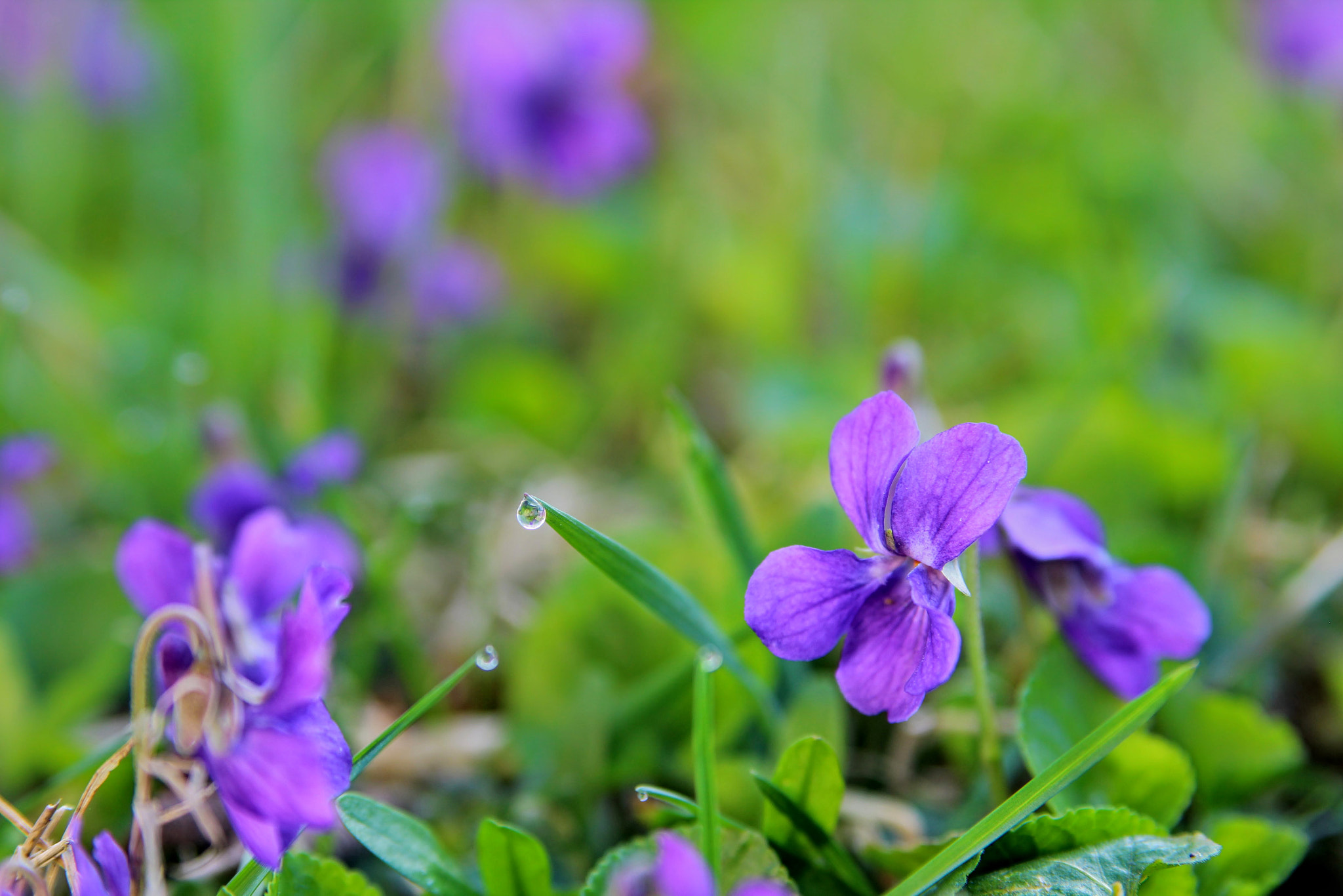 Canon EOS 1200D (EOS Rebel T5 / EOS Kiss X70 / EOS Hi) sample photo. Spring flavored pizzas () photography
