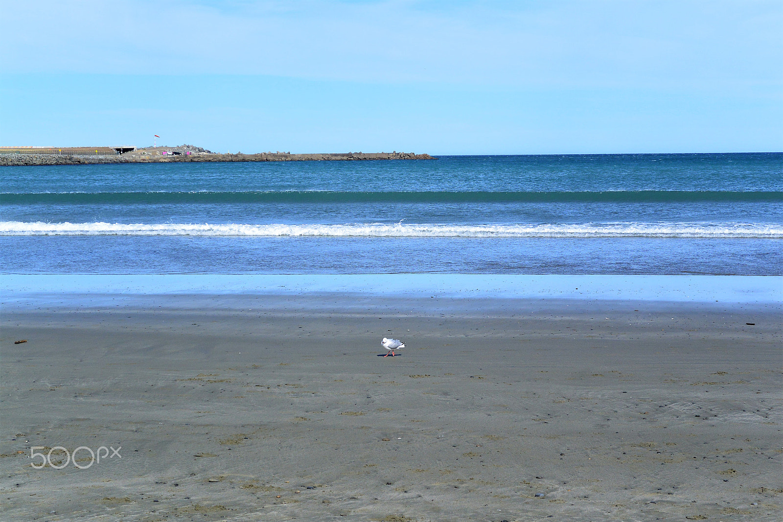 Nikon 1 AW1 sample photo. Lyall bay photography