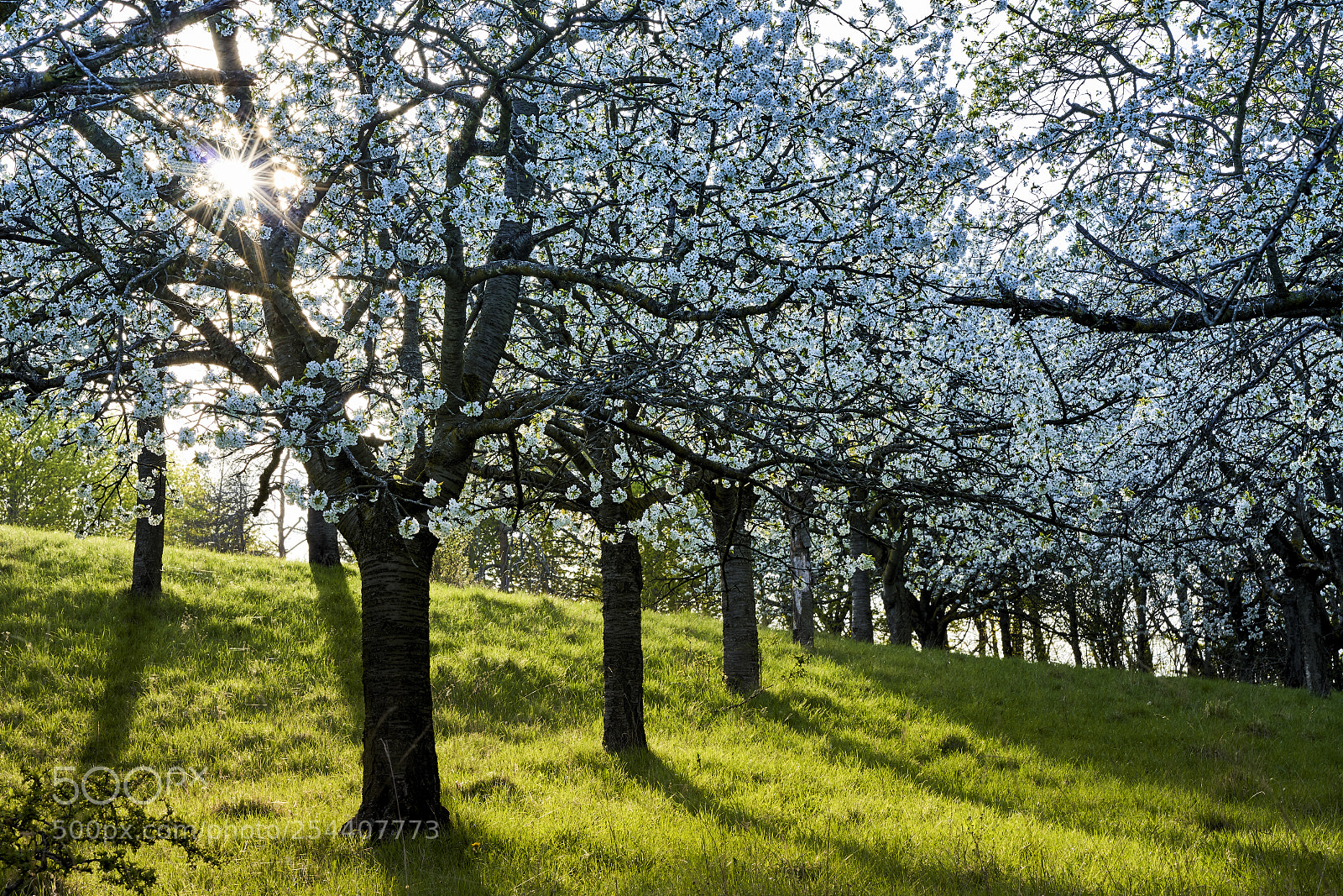 Sony a7R III sample photo. The orchard photography