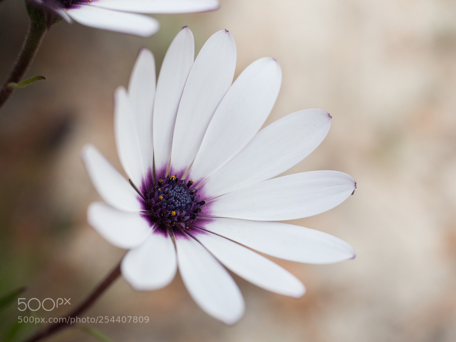 Olympus OM-D E-M1 Mark II sample photo. Flower photography