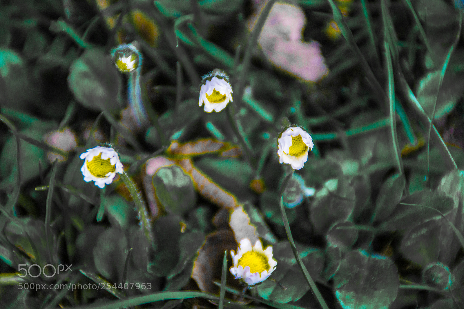 Sony a5100 sample photo. Walking on dorga photography