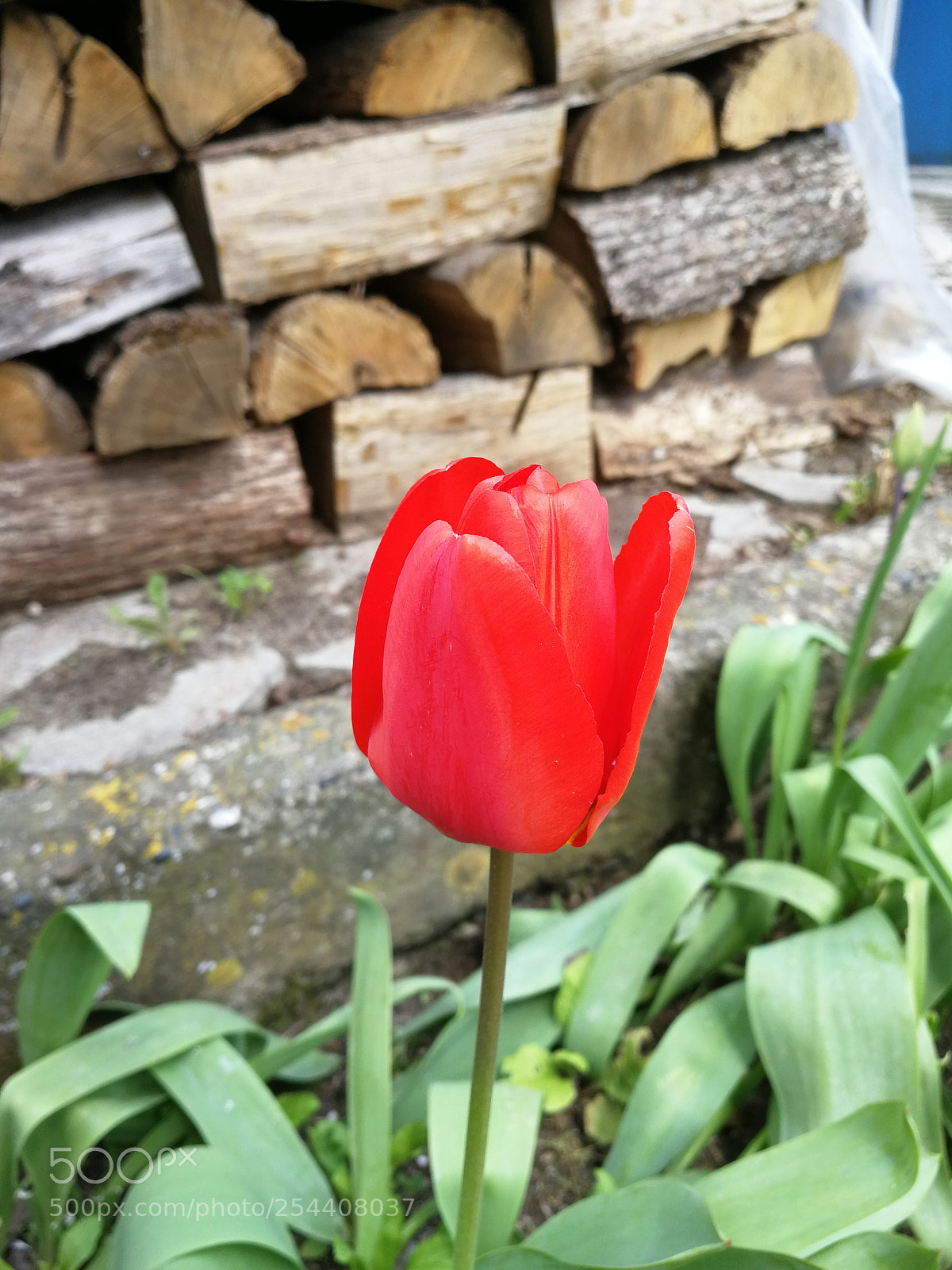 HUAWEI P10 sample photo. Real color no photoshop photography