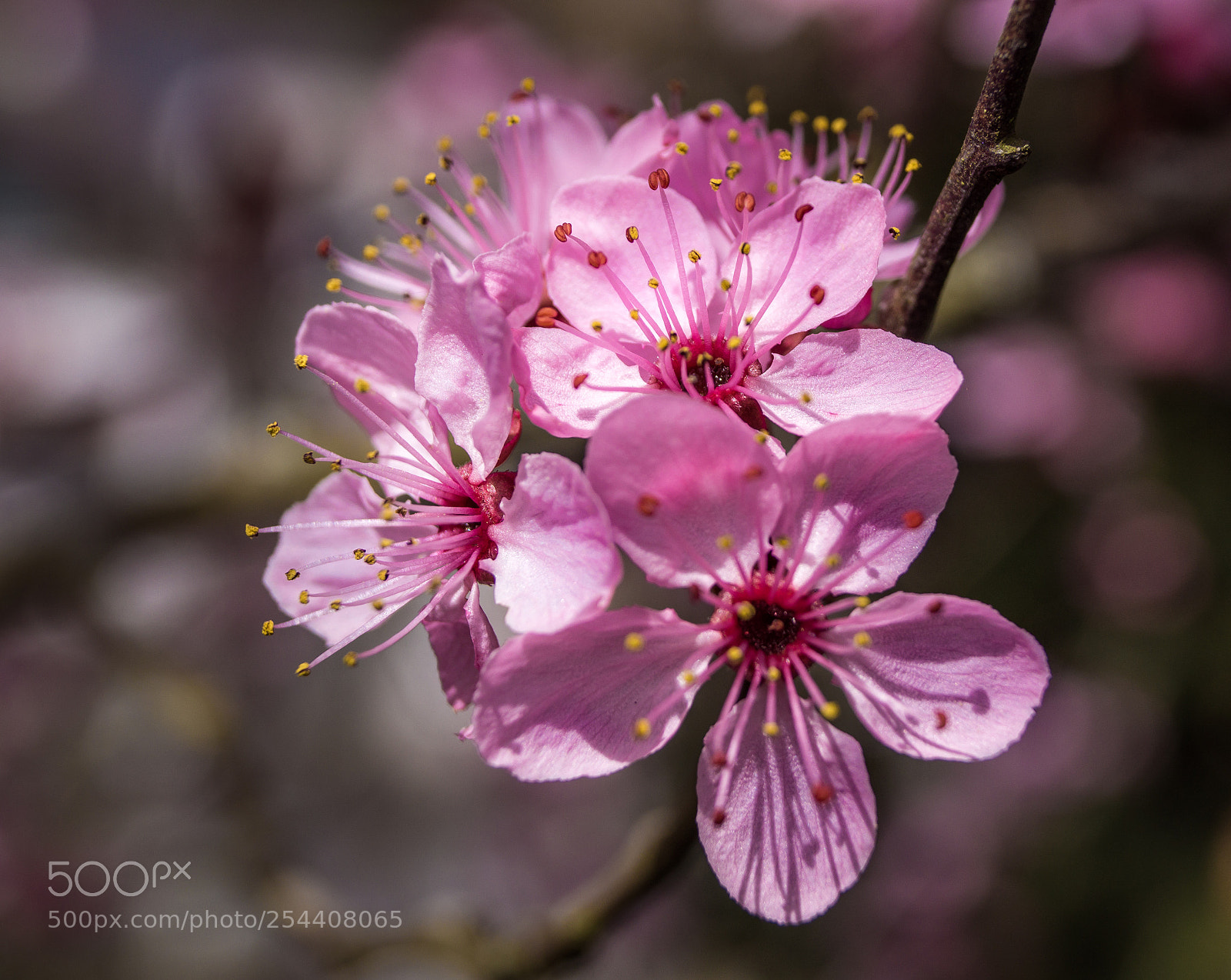 Sony SLT-A58 sample photo. In blossom photography